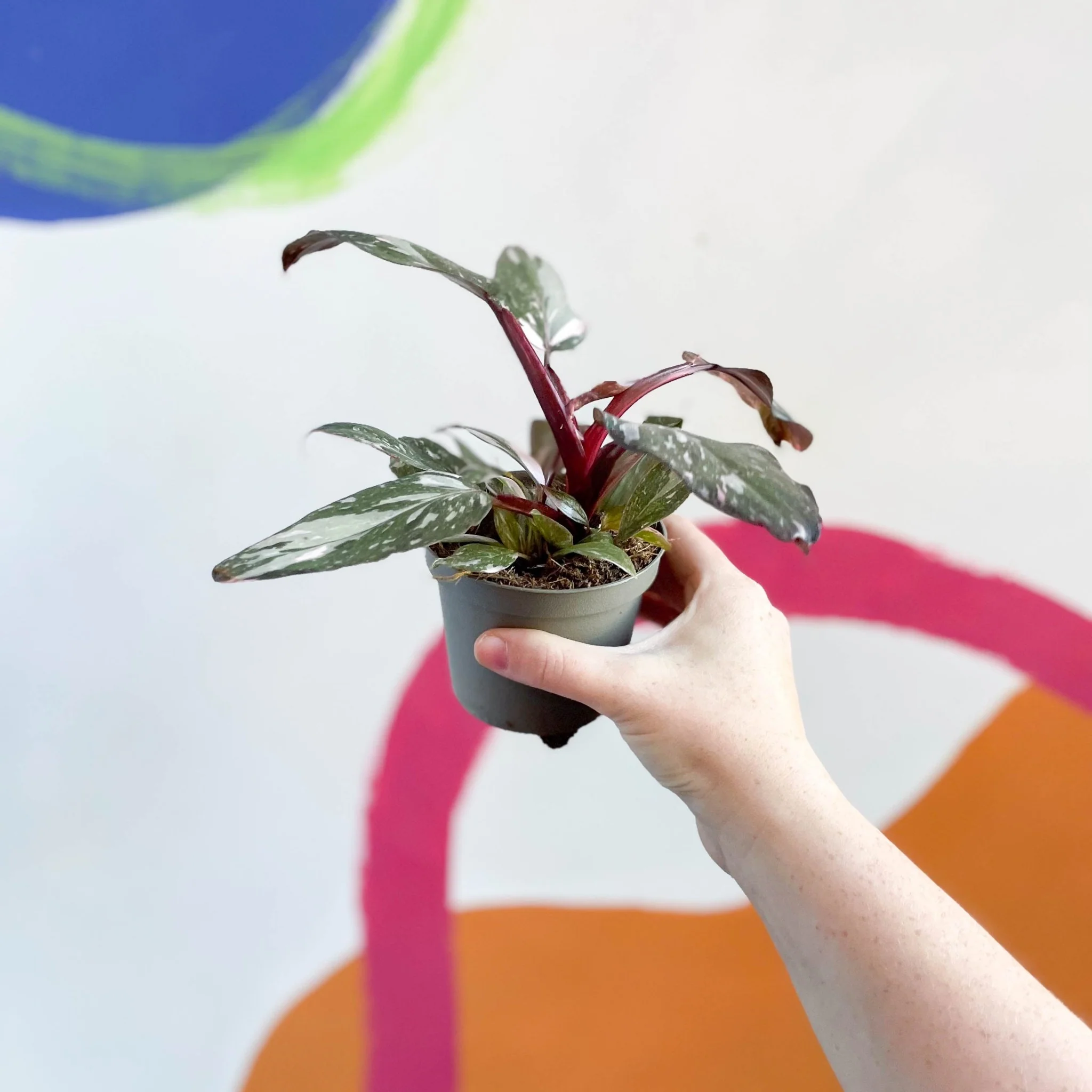 Philodendron erubescens 'Pink Princess' - Image 3