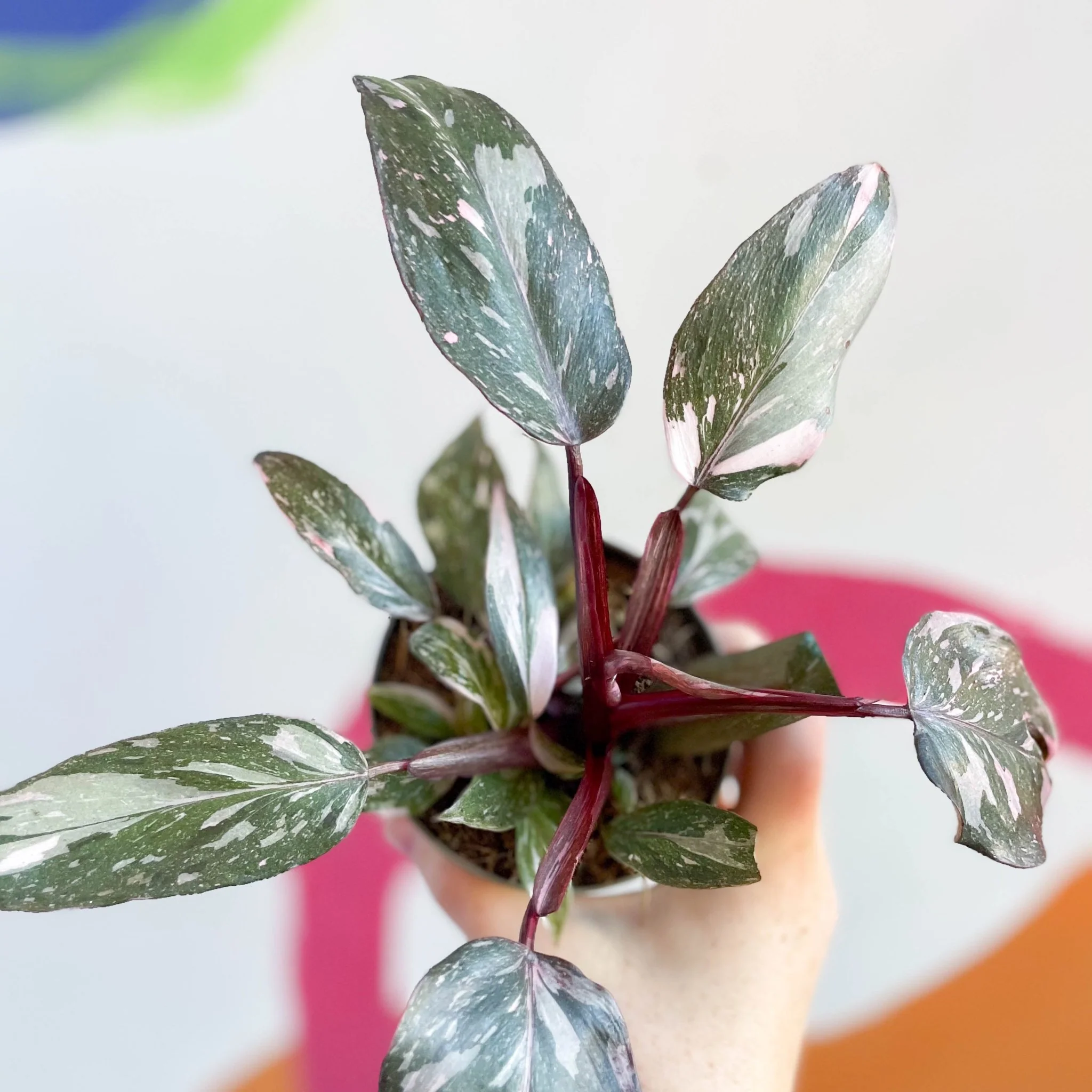 Philodendron erubescens 'Pink Princess' - Image 4