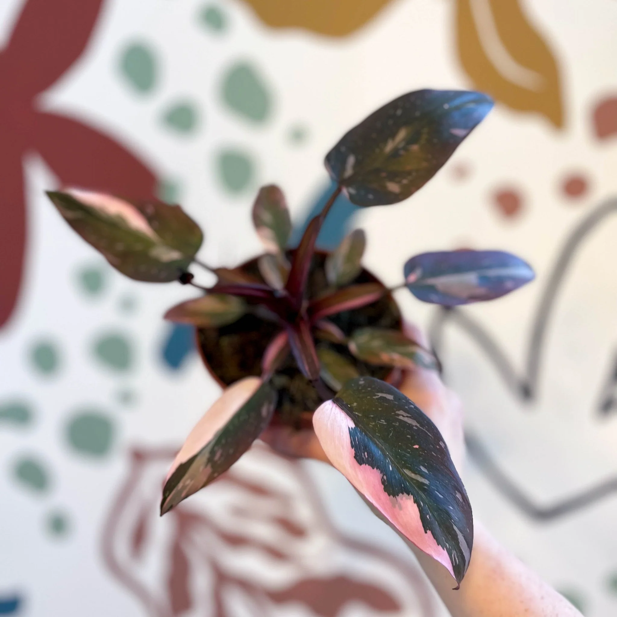 Philodendron erubescens 'Pink Princess' - Image 5