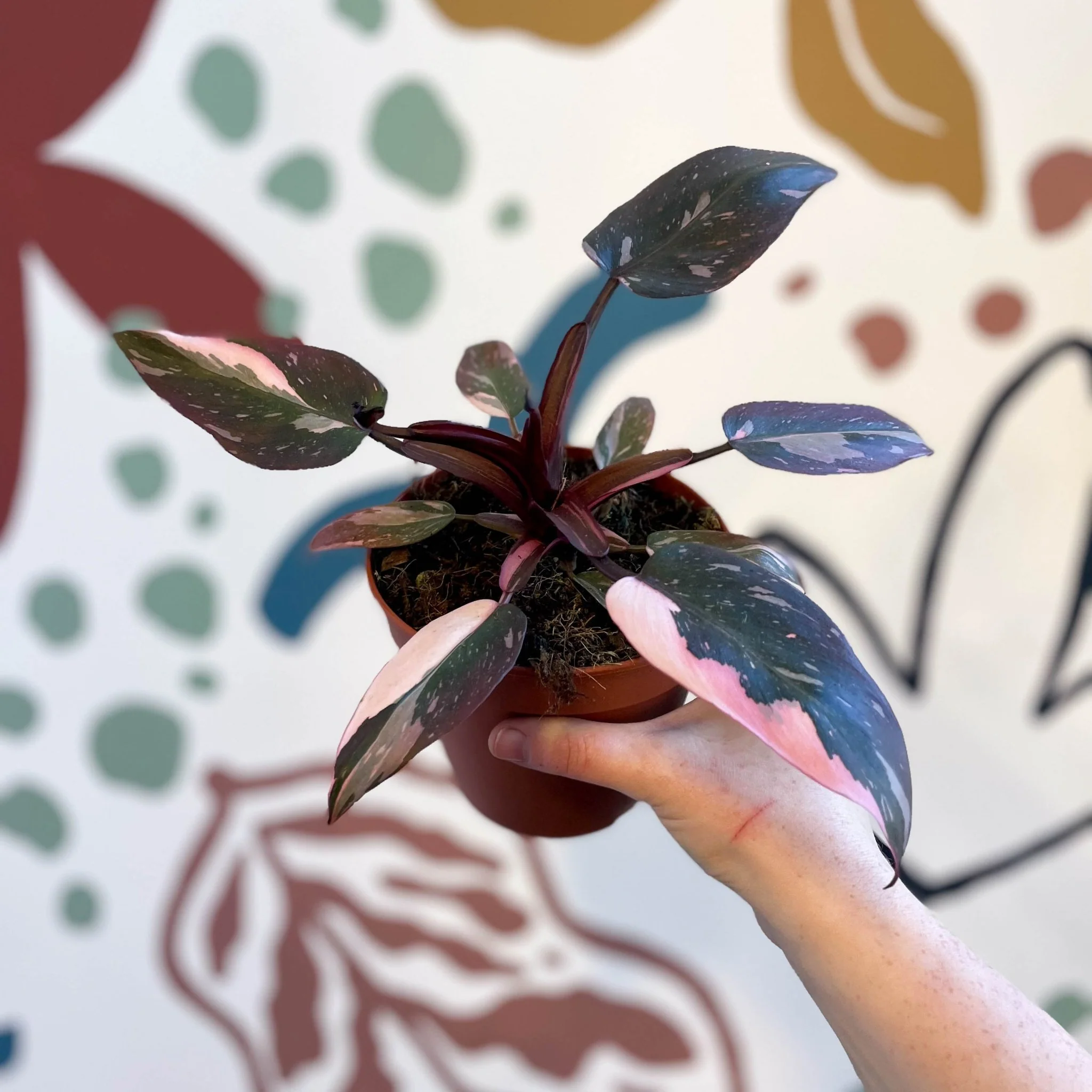 Philodendron erubescens 'Pink Princess' - Image 6