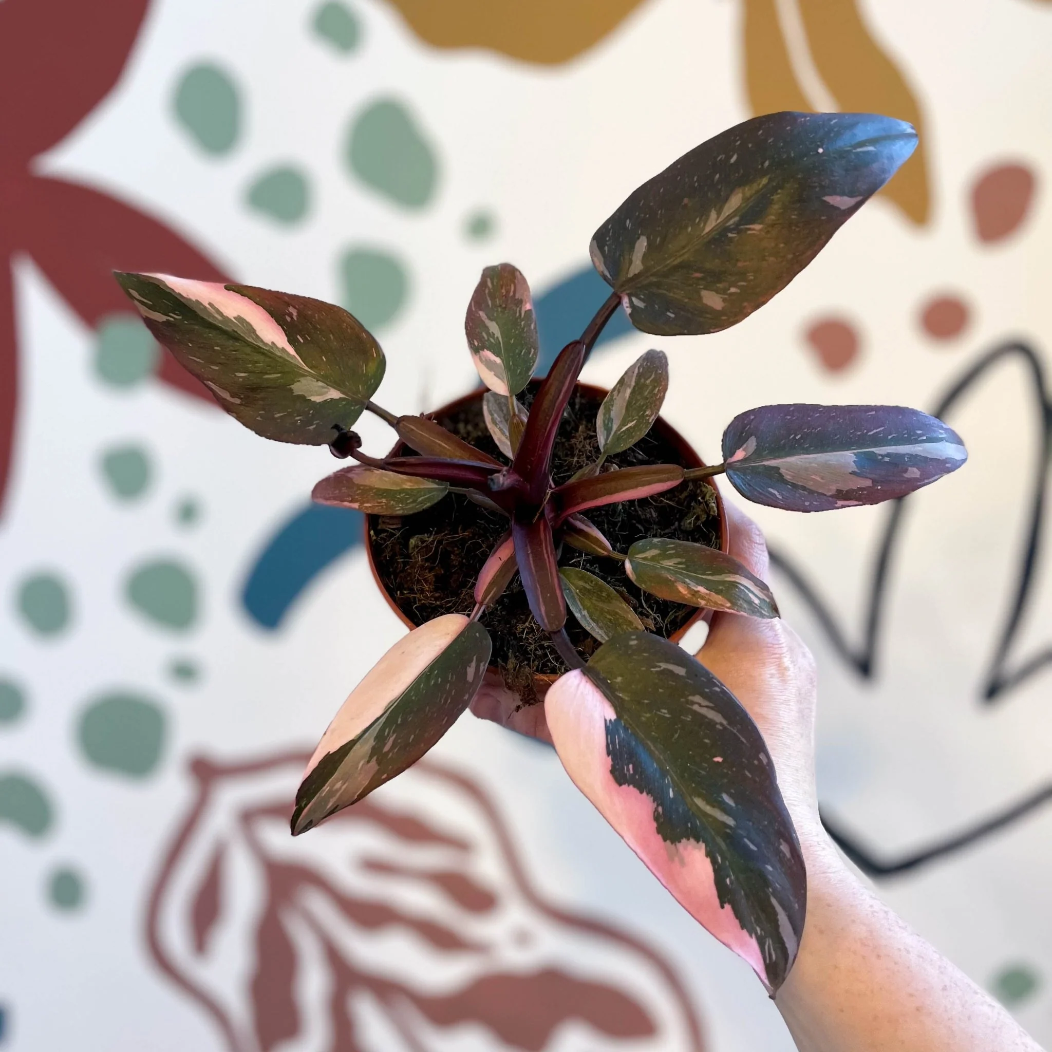 Philodendron erubescens 'Pink Princess' - Image 7