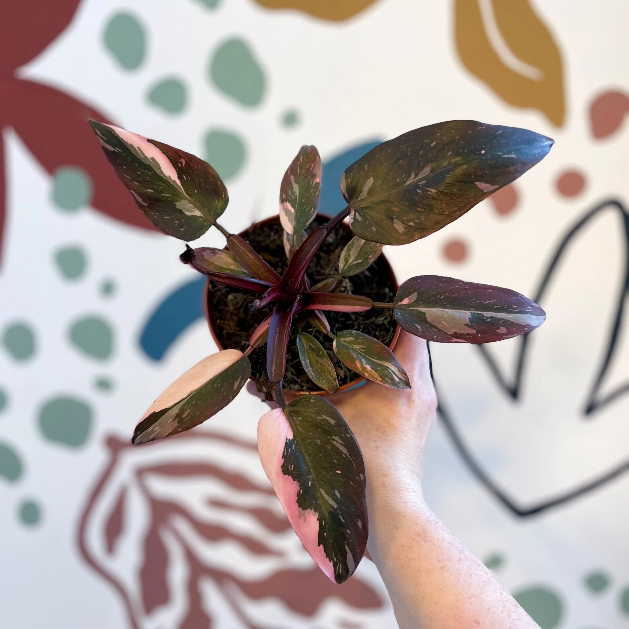 Philodendron erubescens 'Pink Princess' - Image 8