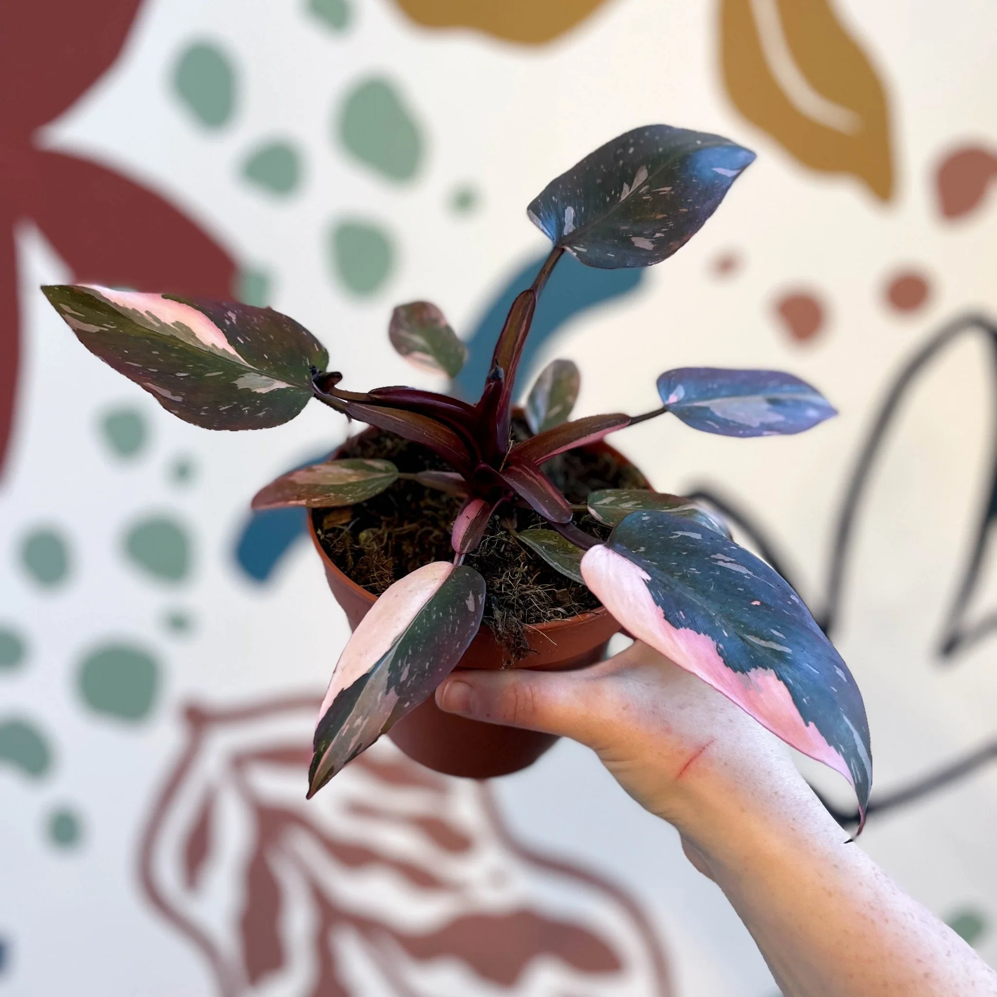Philodendron erubescens 'Pink Princess' - Image 9