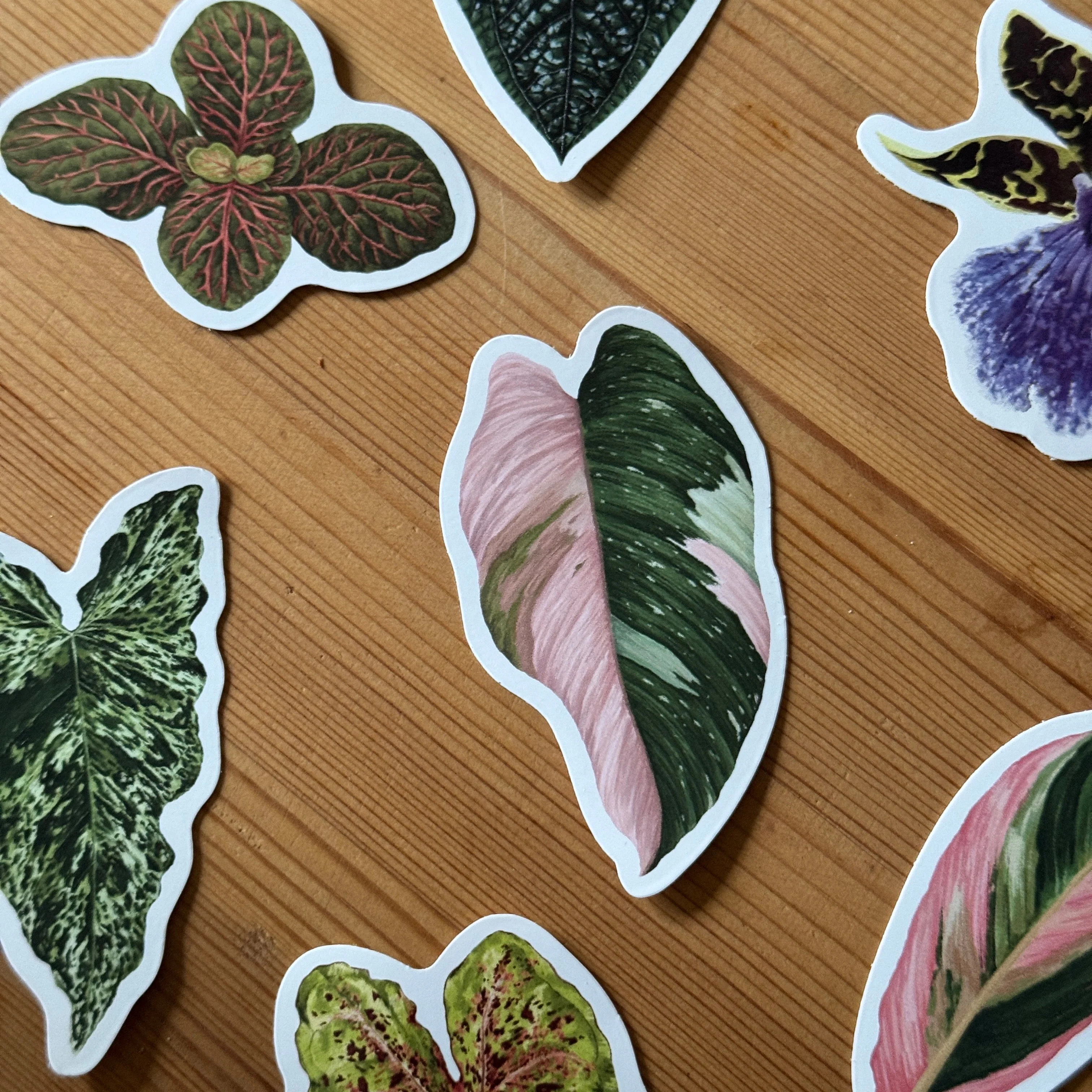 Philodendron ‘Pink Princess’ Tropical Houseplant Vinyl Sticker [Beneath the Canopy RHS Collab] - Image 3