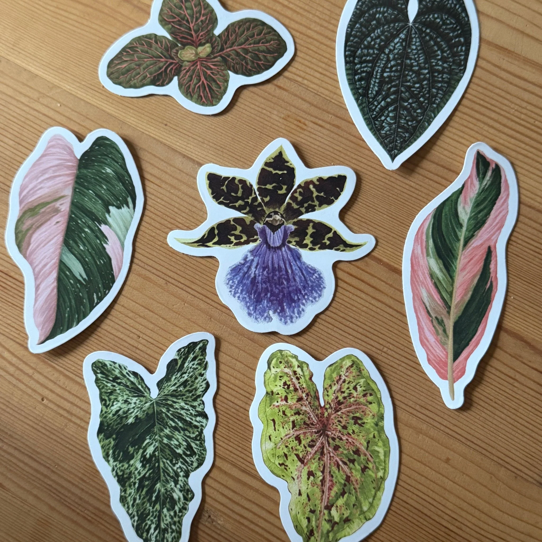 Philodendron ‘Pink Princess’ Tropical Houseplant Vinyl Sticker [Beneath the Canopy RHS Collab] - Image 4