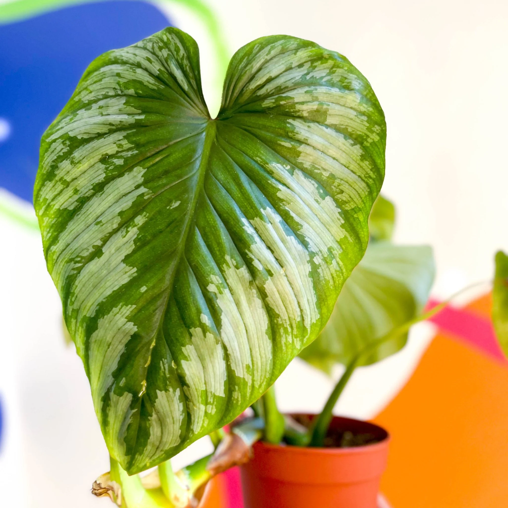 Philodendron ‘Plowmanii’ – Crawling Philodendron - Image 11