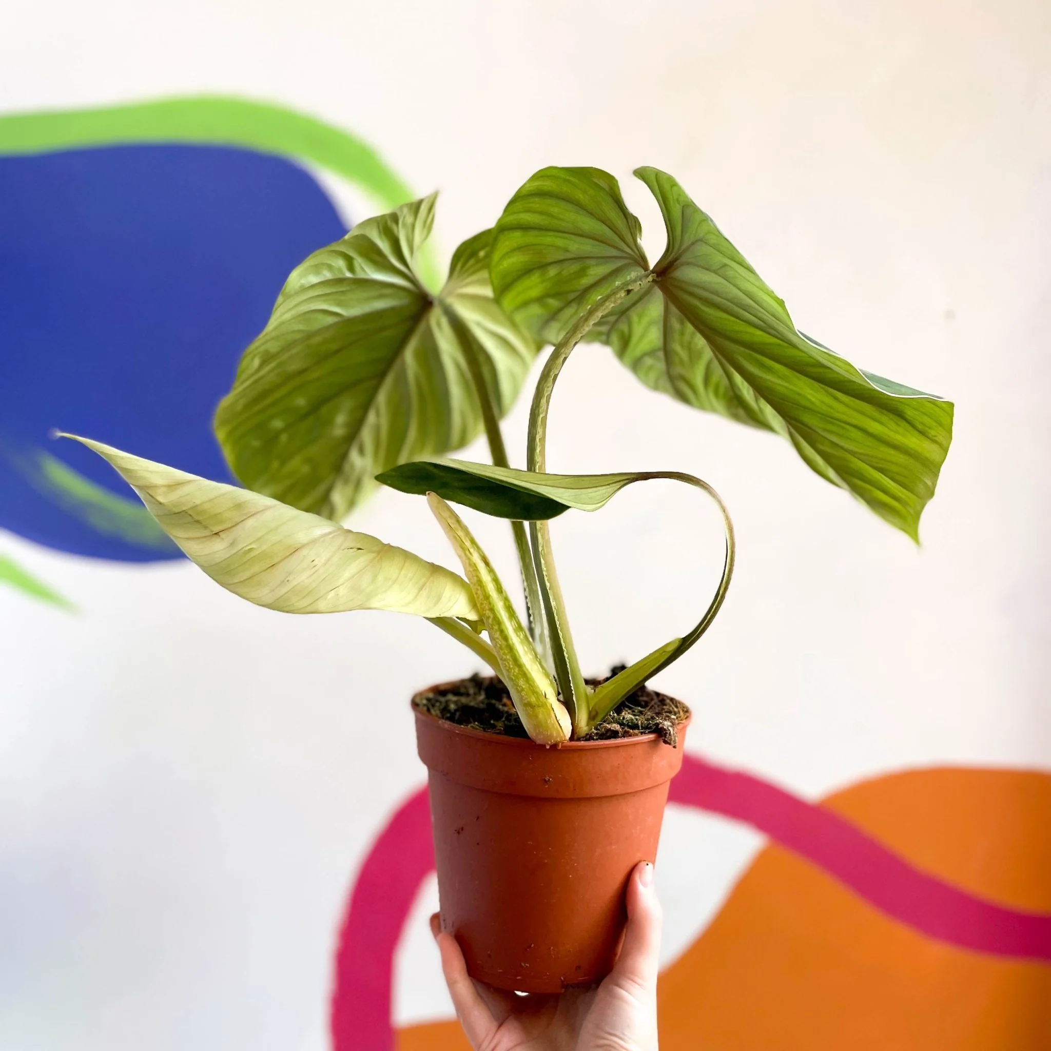 Philodendron ‘Plowmanii’ – Crawling Philodendron - Image 4