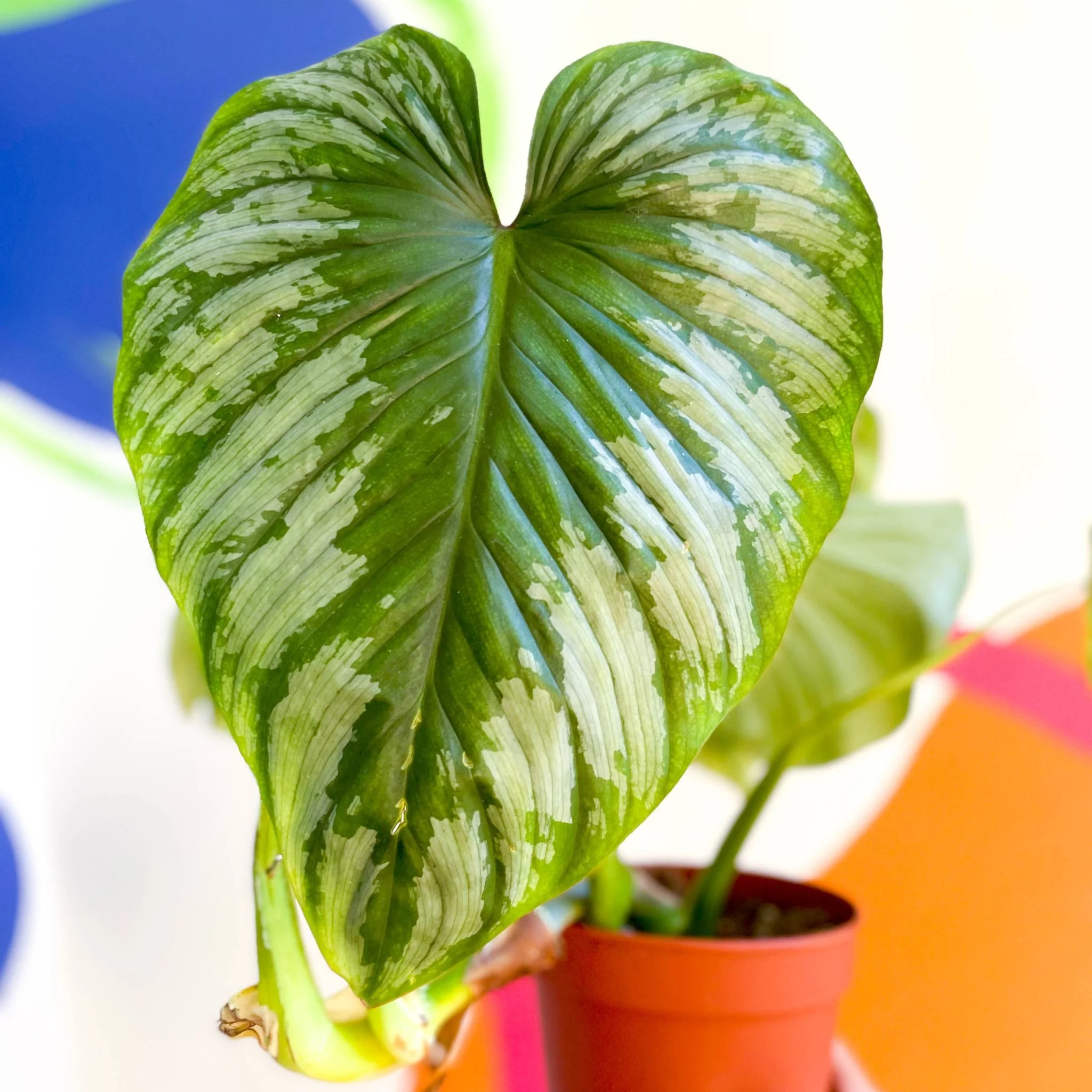Philodendron ‘Plowmanii’ – Crawling Philodendron - Image 8