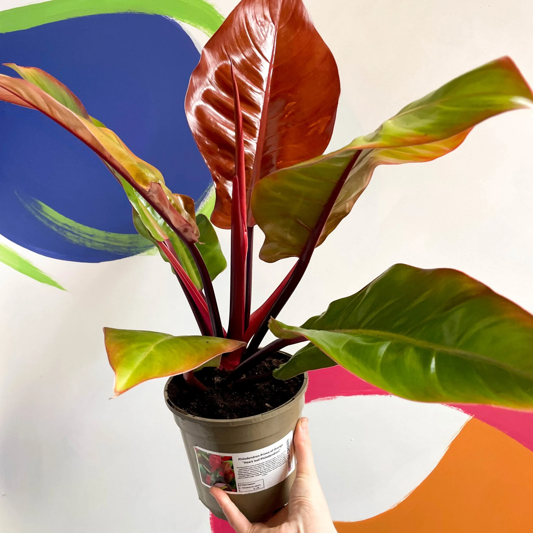 Philodendron erubescens 'Prince of Orange' - British Grown