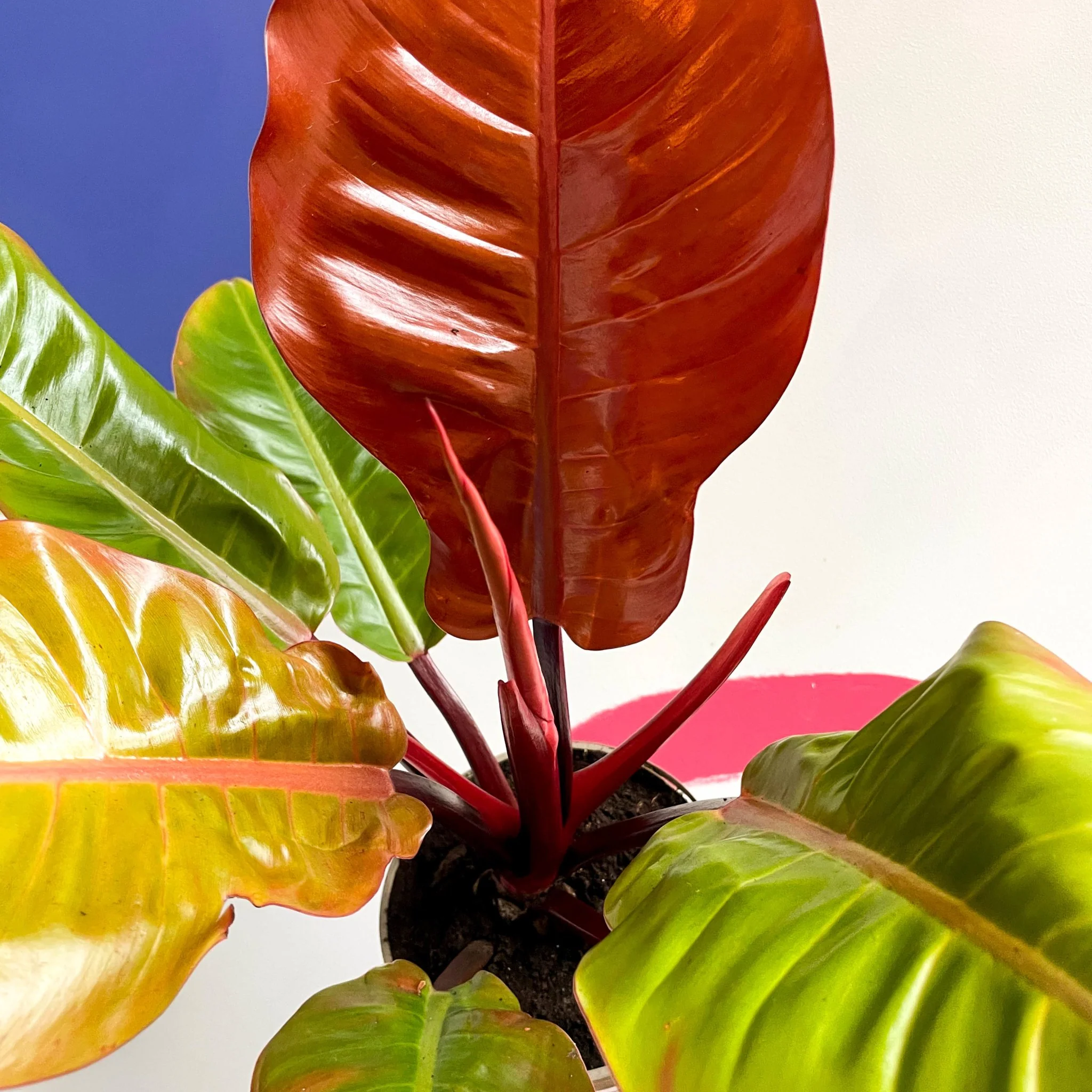 Philodendron erubescens 'Prince of Orange' - British Grown - Image 2