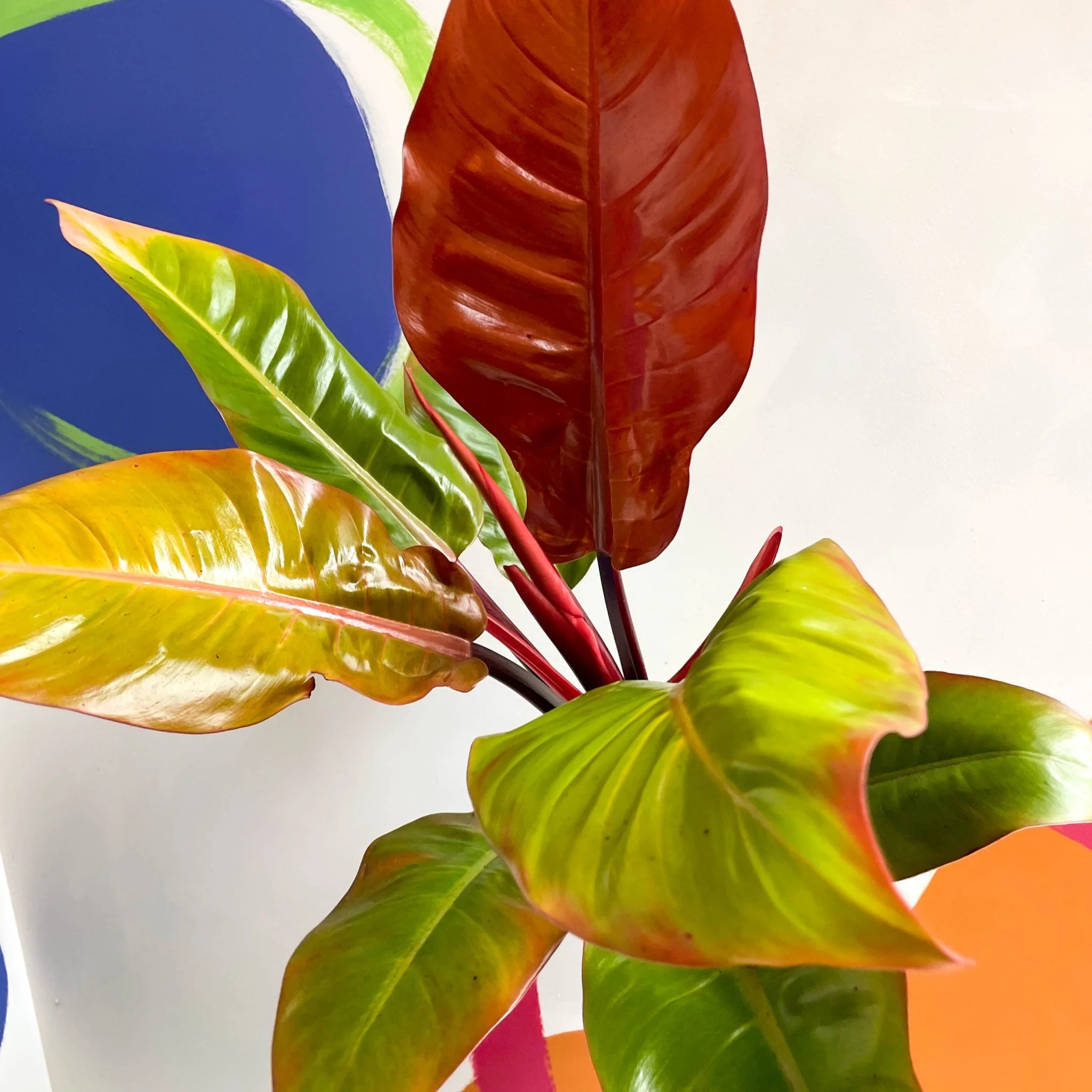 Philodendron erubescens 'Prince of Orange' - British Grown - Image 3
