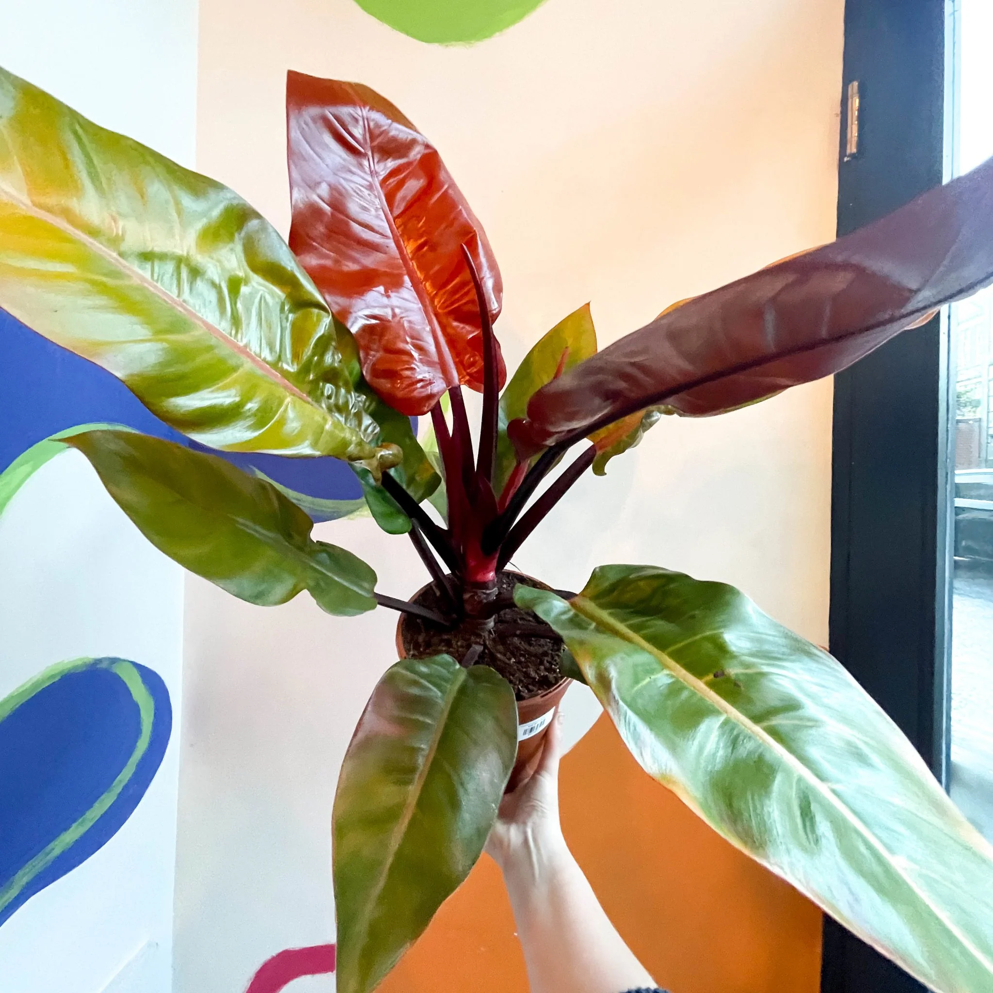 Philodendron erubescens 'Prince of Orange' - British Grown - Image 4