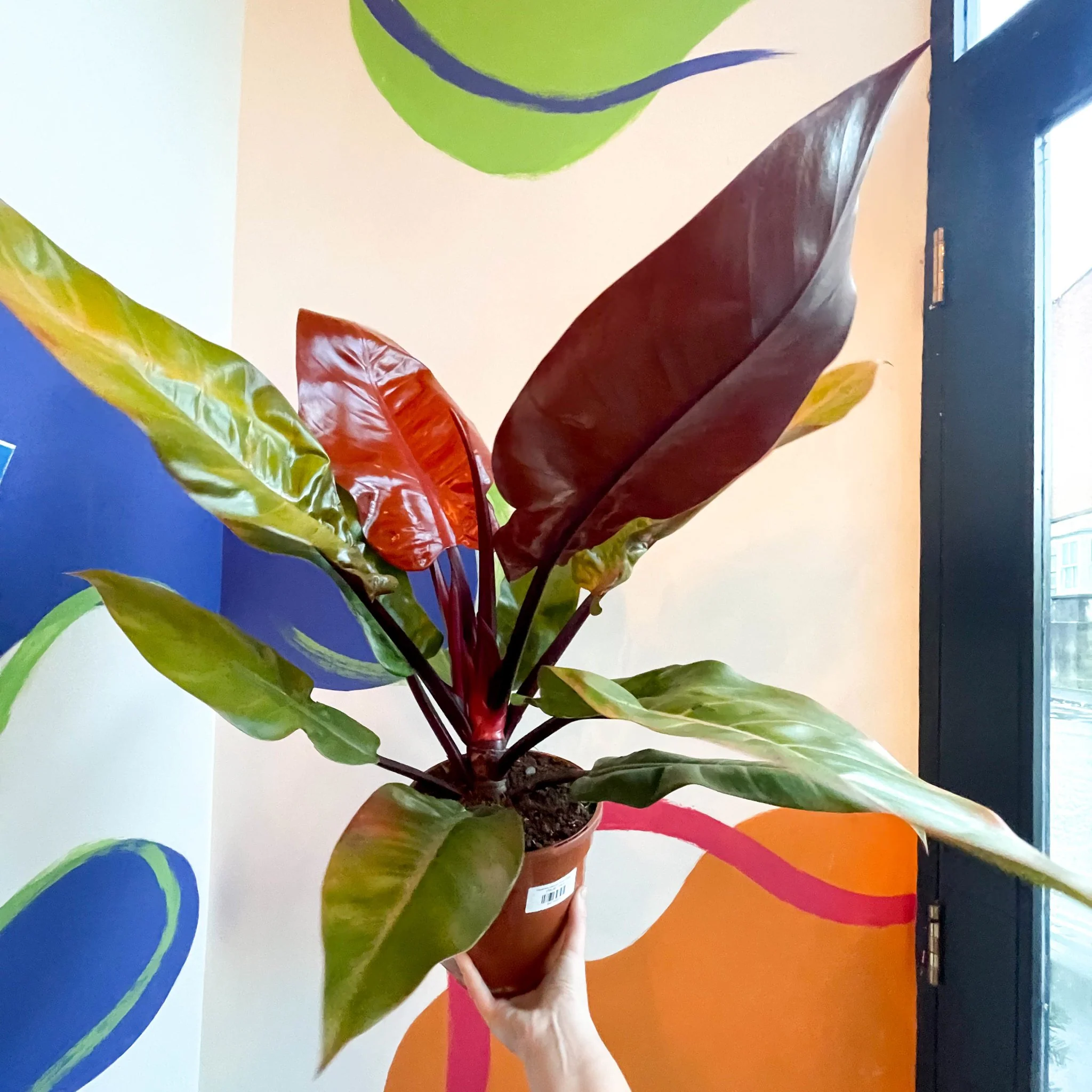 Philodendron erubescens 'Prince of Orange' - British Grown - Image 5