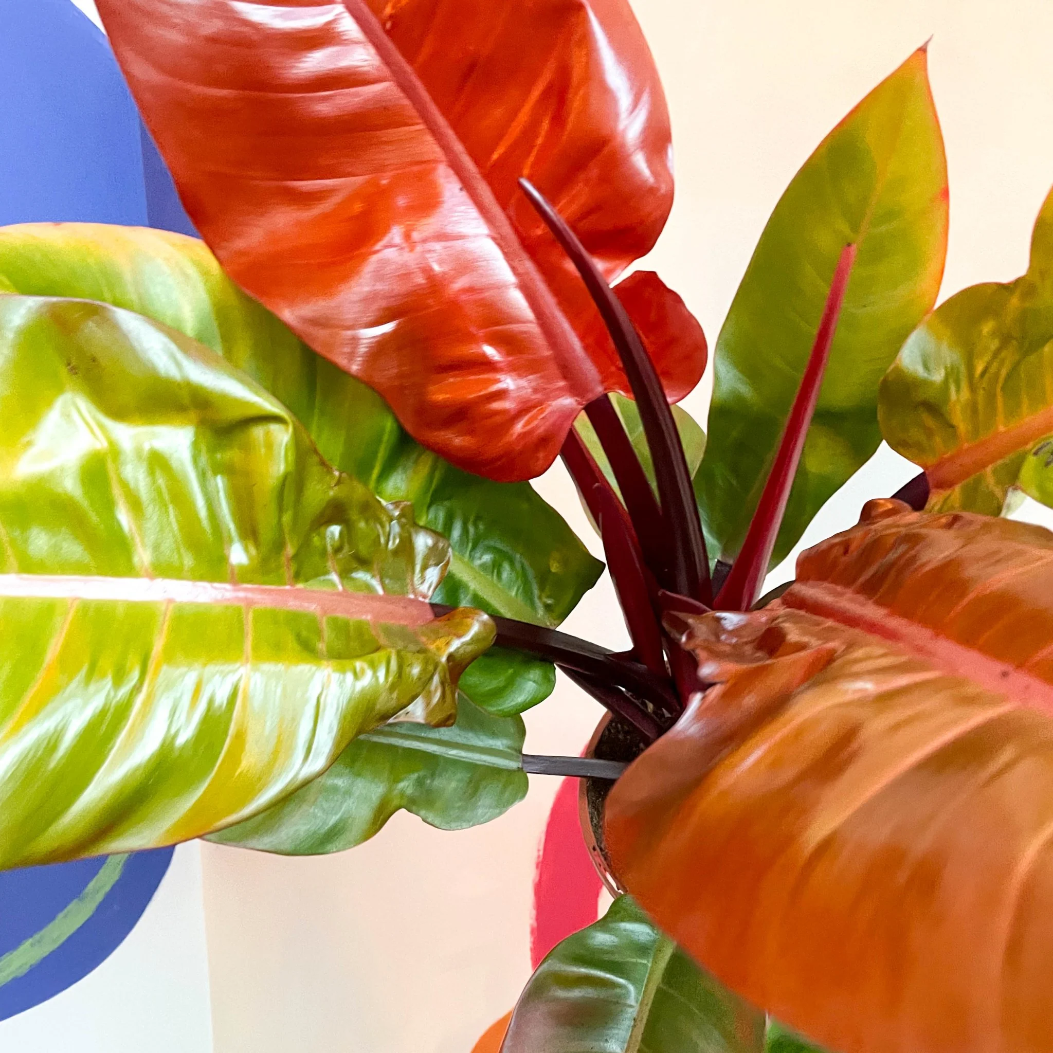Philodendron erubescens 'Prince of Orange' - British Grown - Image 6