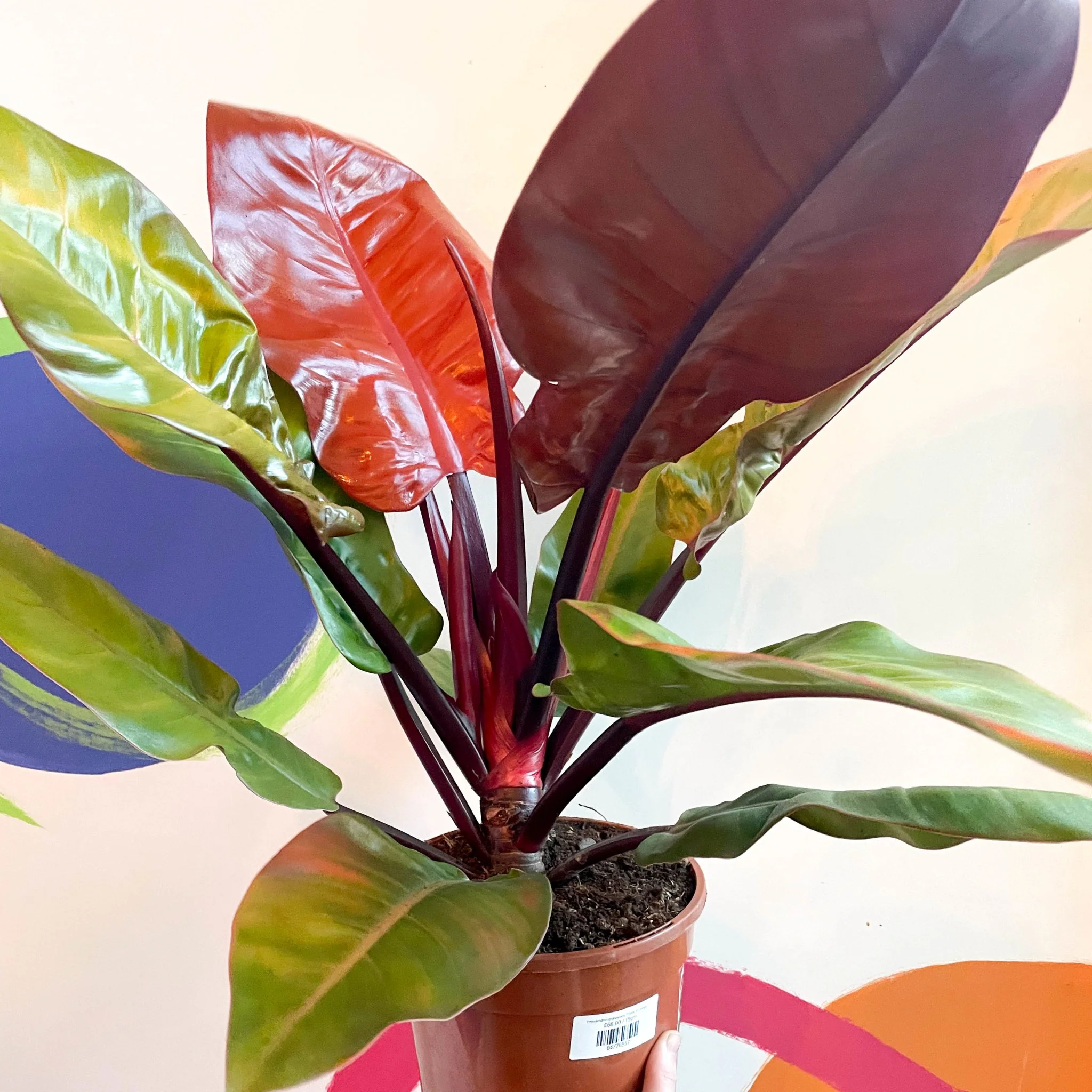 Philodendron erubescens 'Prince of Orange' - British Grown - Image 7