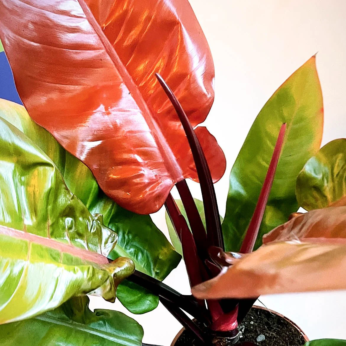 Philodendron erubescens 'Prince of Orange' - British Grown - Image 8