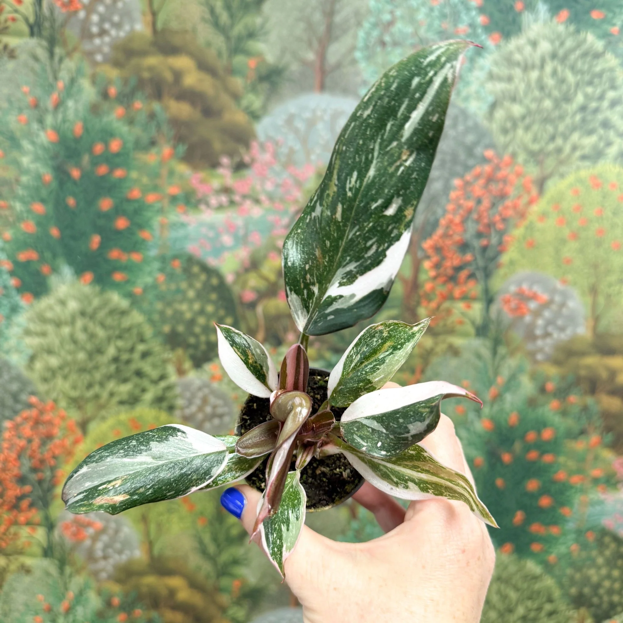 Philodendron 'Red Anderson'