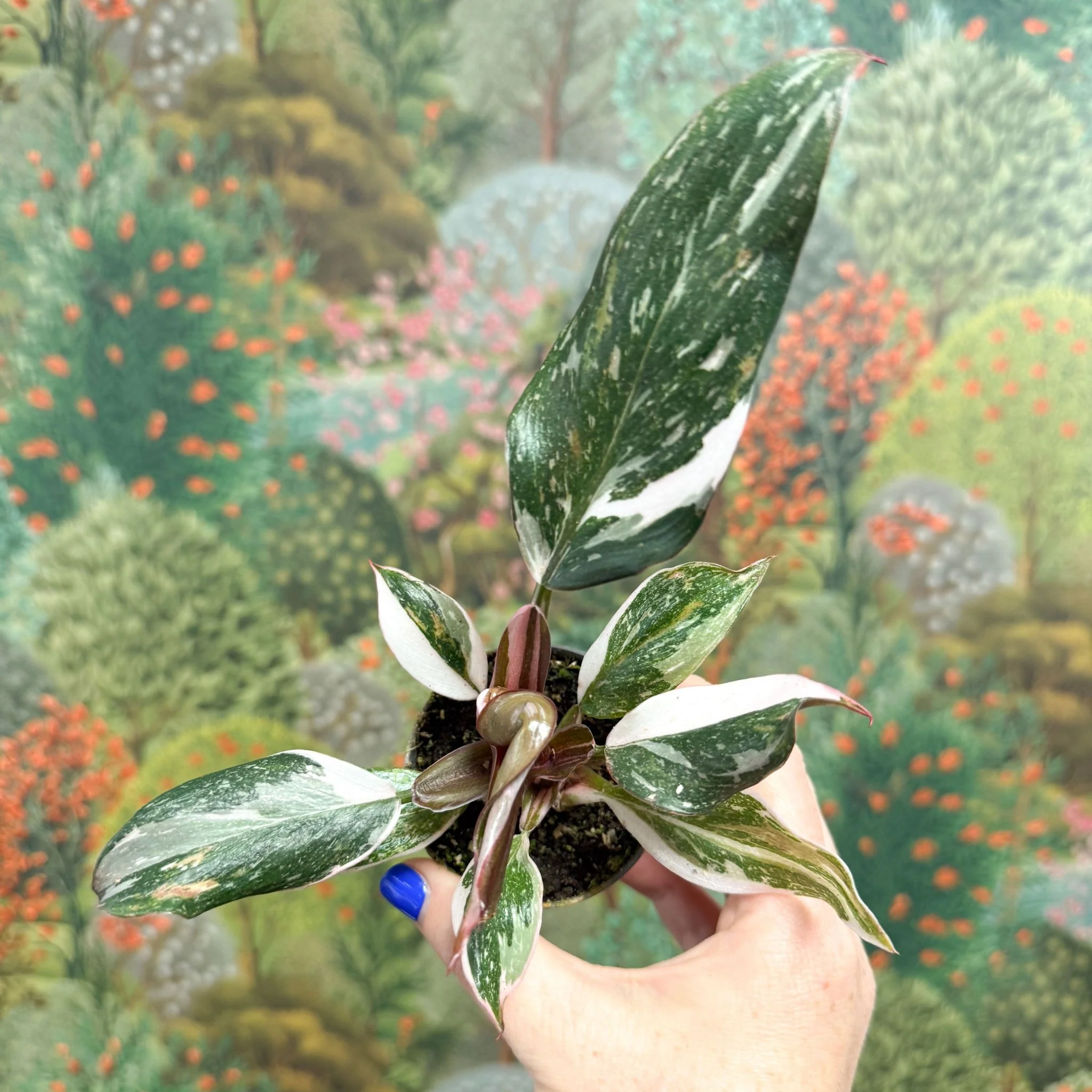 Philodendron 'Red Anderson' - Image 2