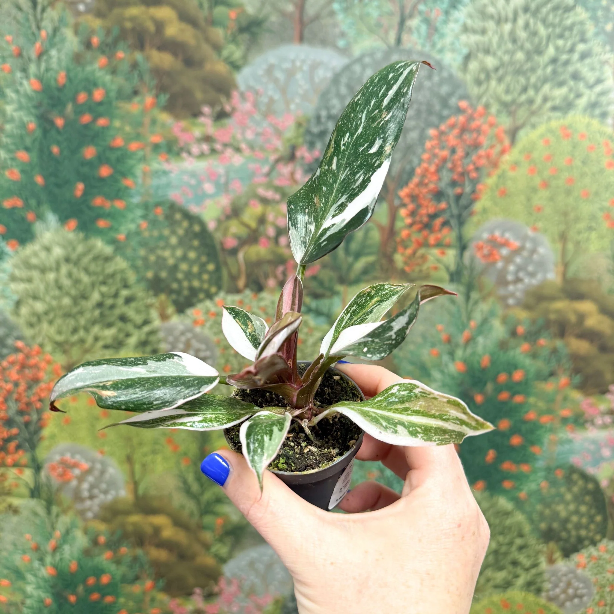 Philodendron 'Red Anderson' - Image 3