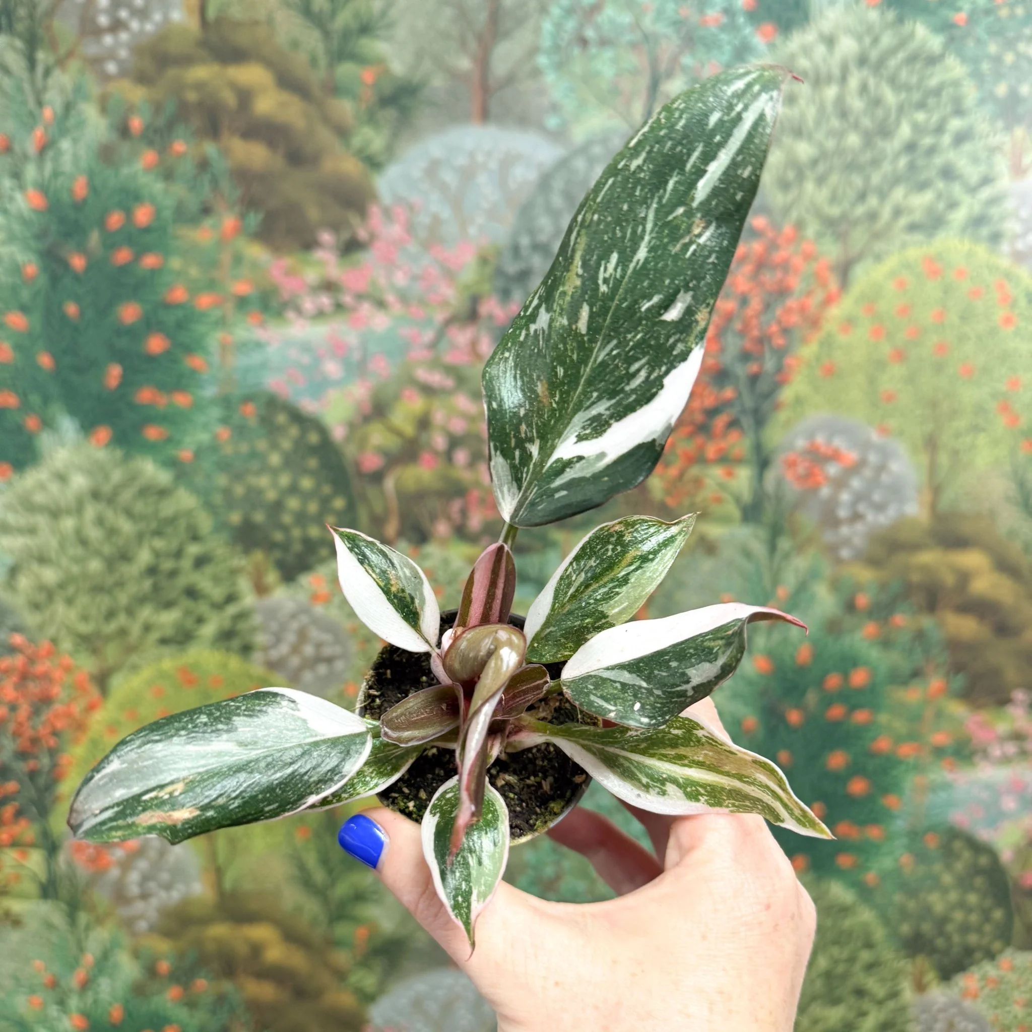 Philodendron 'Red Anderson' - Image 4