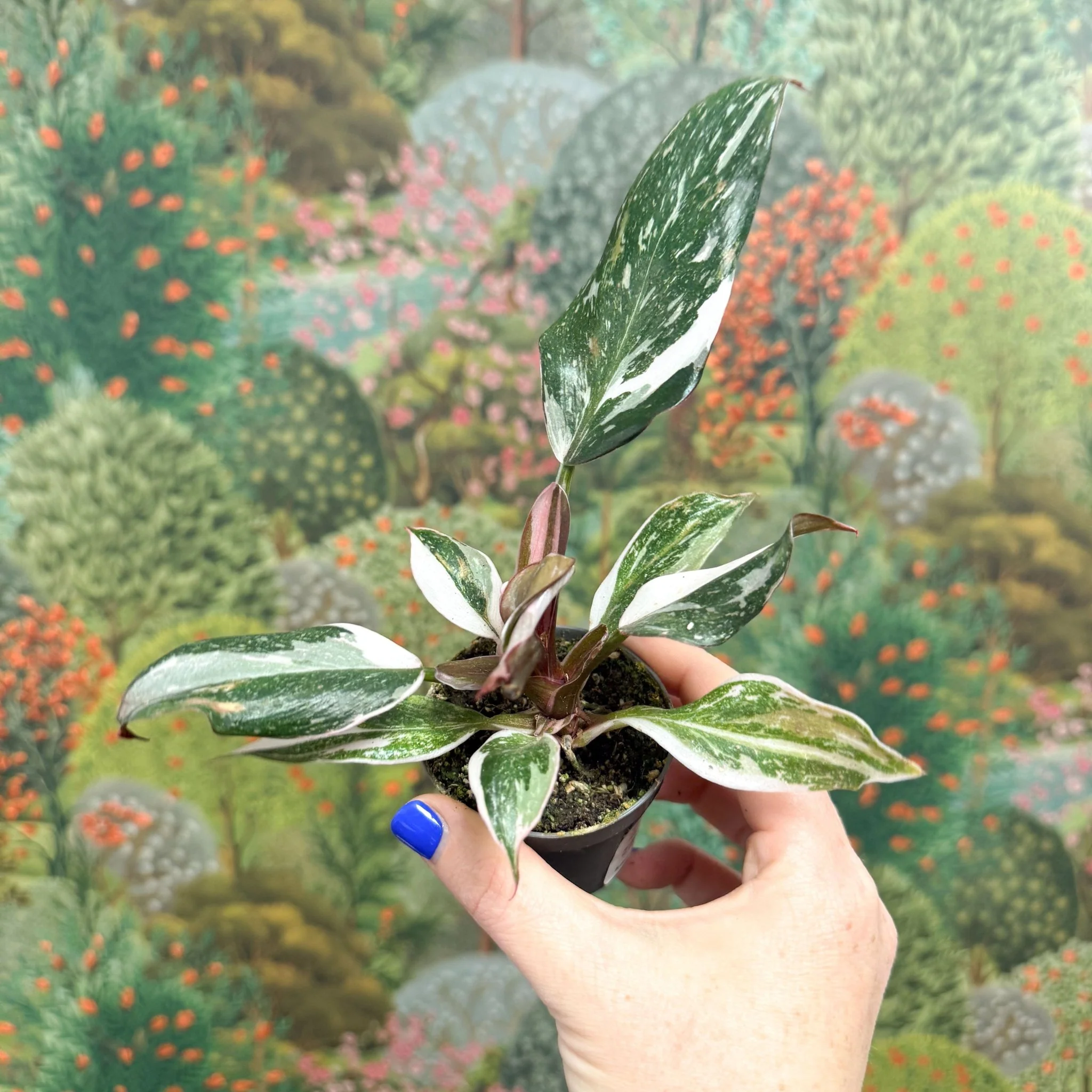 Philodendron 'Red Anderson' - Image 5