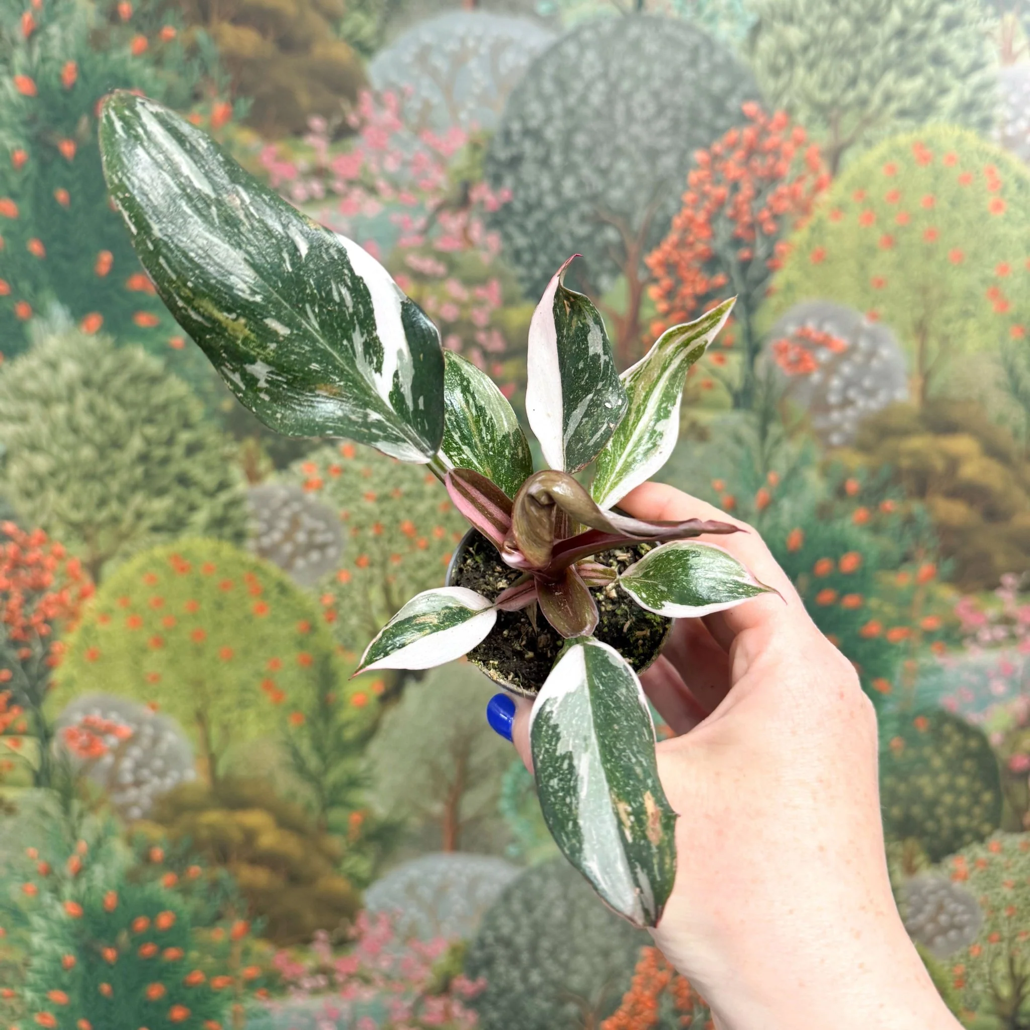 Philodendron 'Red Anderson' - Image 6