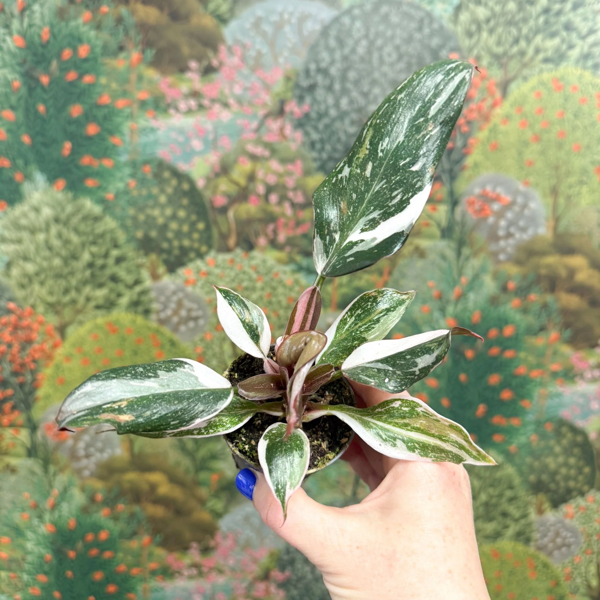 Philodendron 'Red Anderson' - Image 7