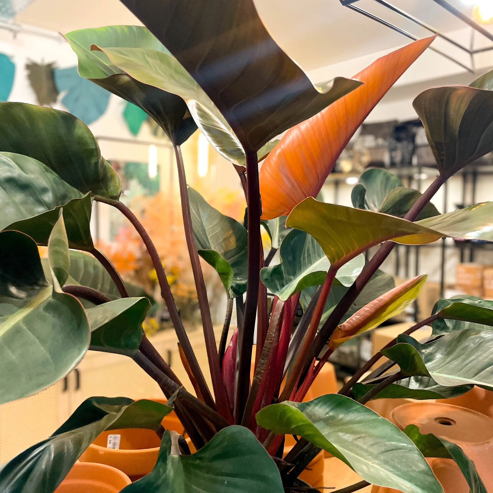 Philodendron 'Red Beauty'