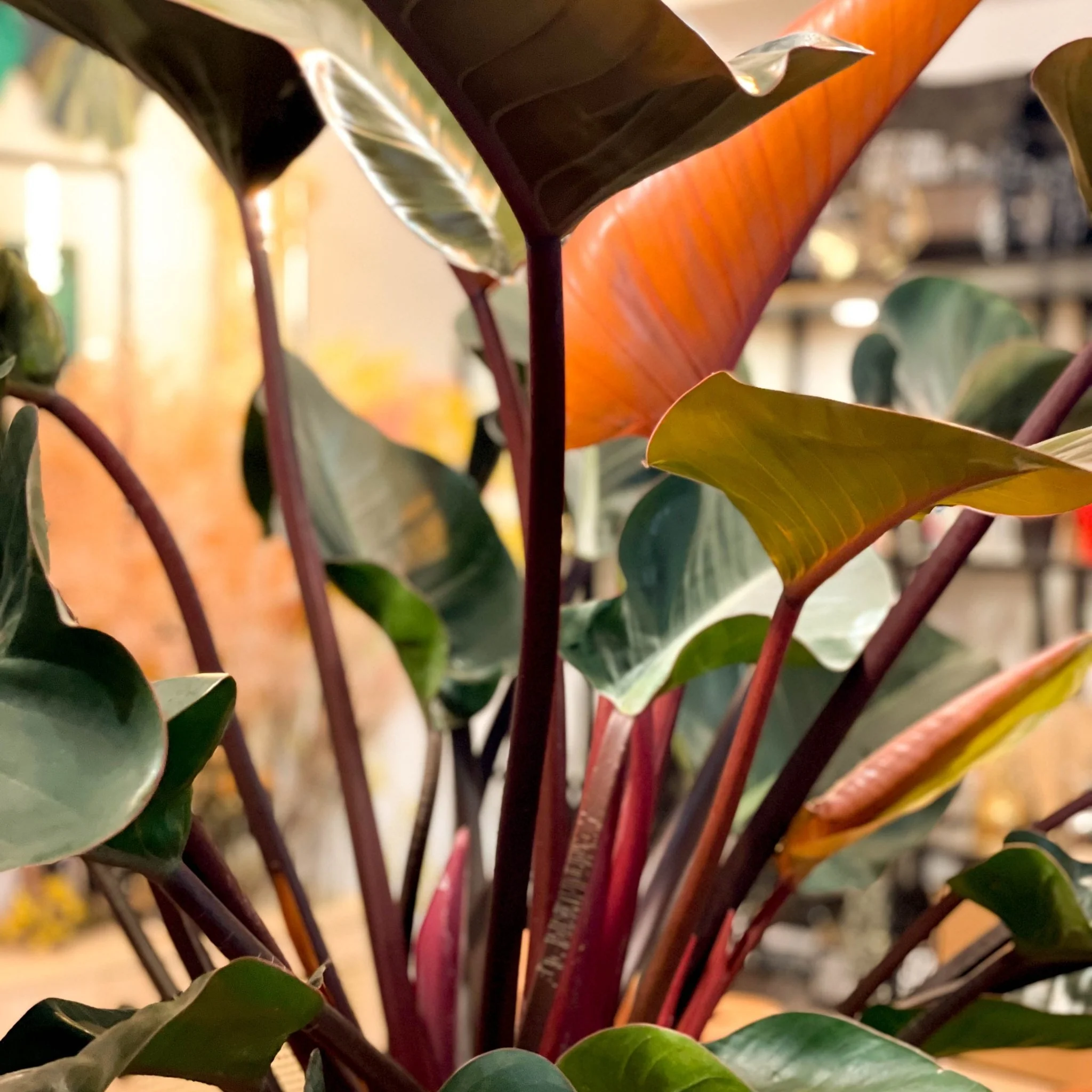 Philodendron 'Red Beauty' - Image 2