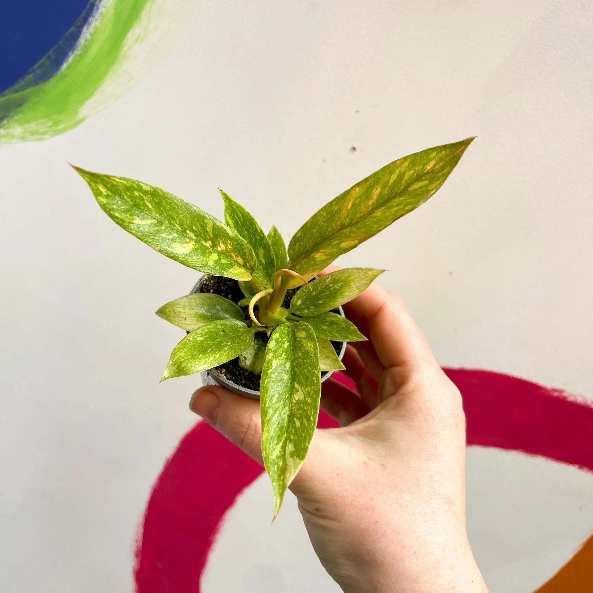 Philodendron 'Ring of Fire' - Image 10