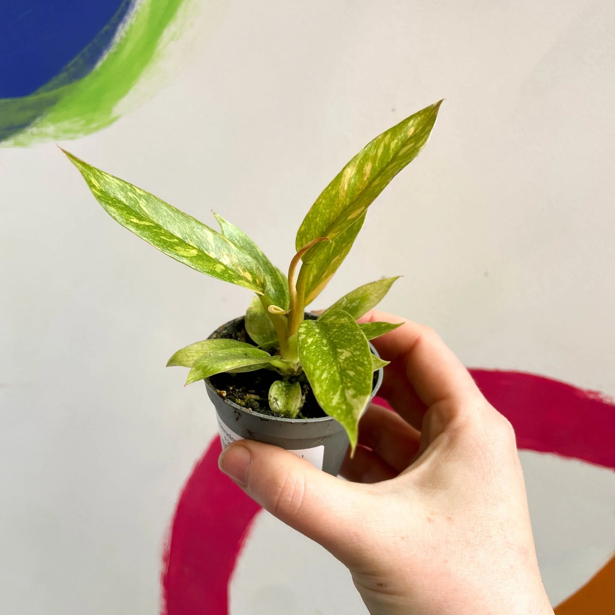 Philodendron 'Ring of Fire' - Image 11