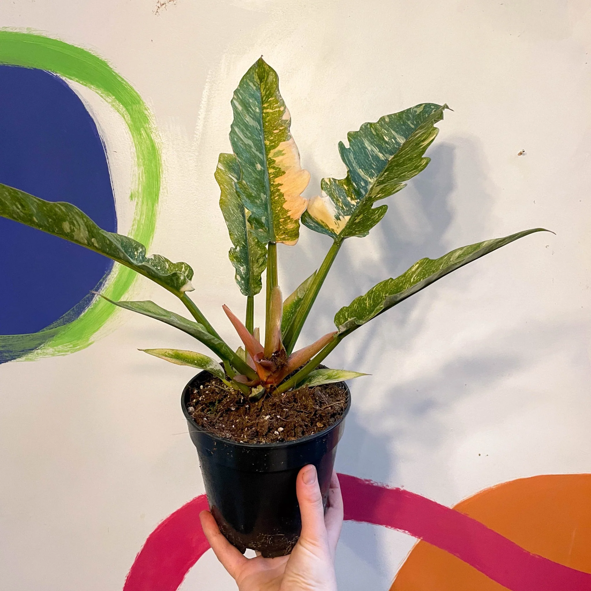 Philodendron 'Ring of Fire' - Image 12