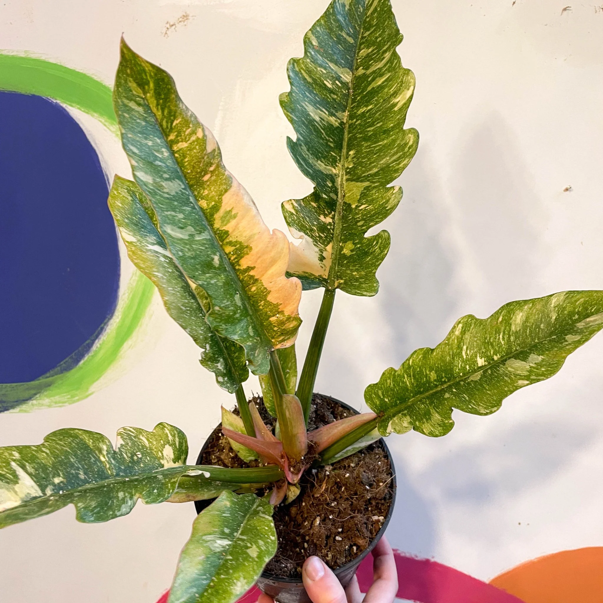 Philodendron 'Ring of Fire' - Image 13