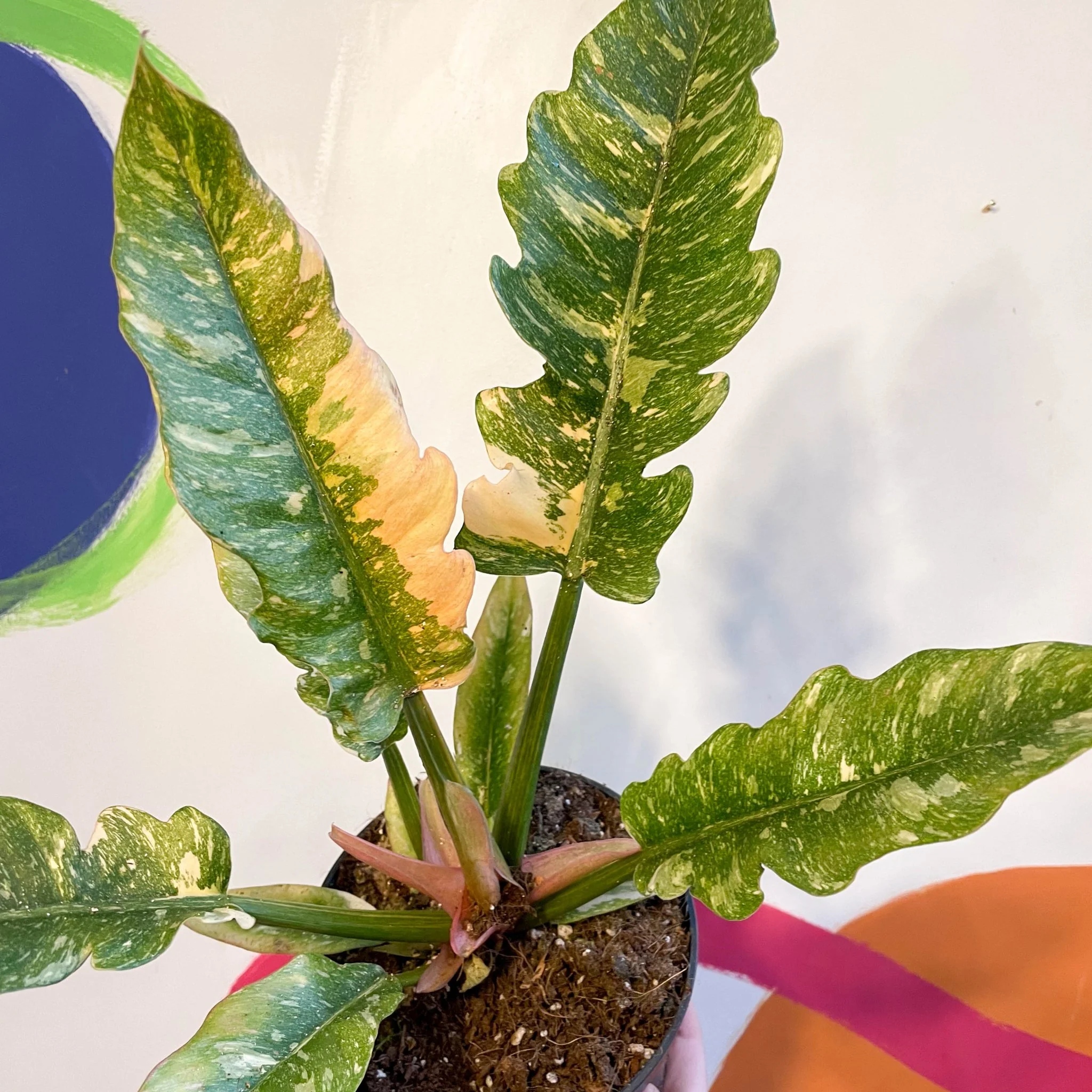 Philodendron 'Ring of Fire' - Image 14