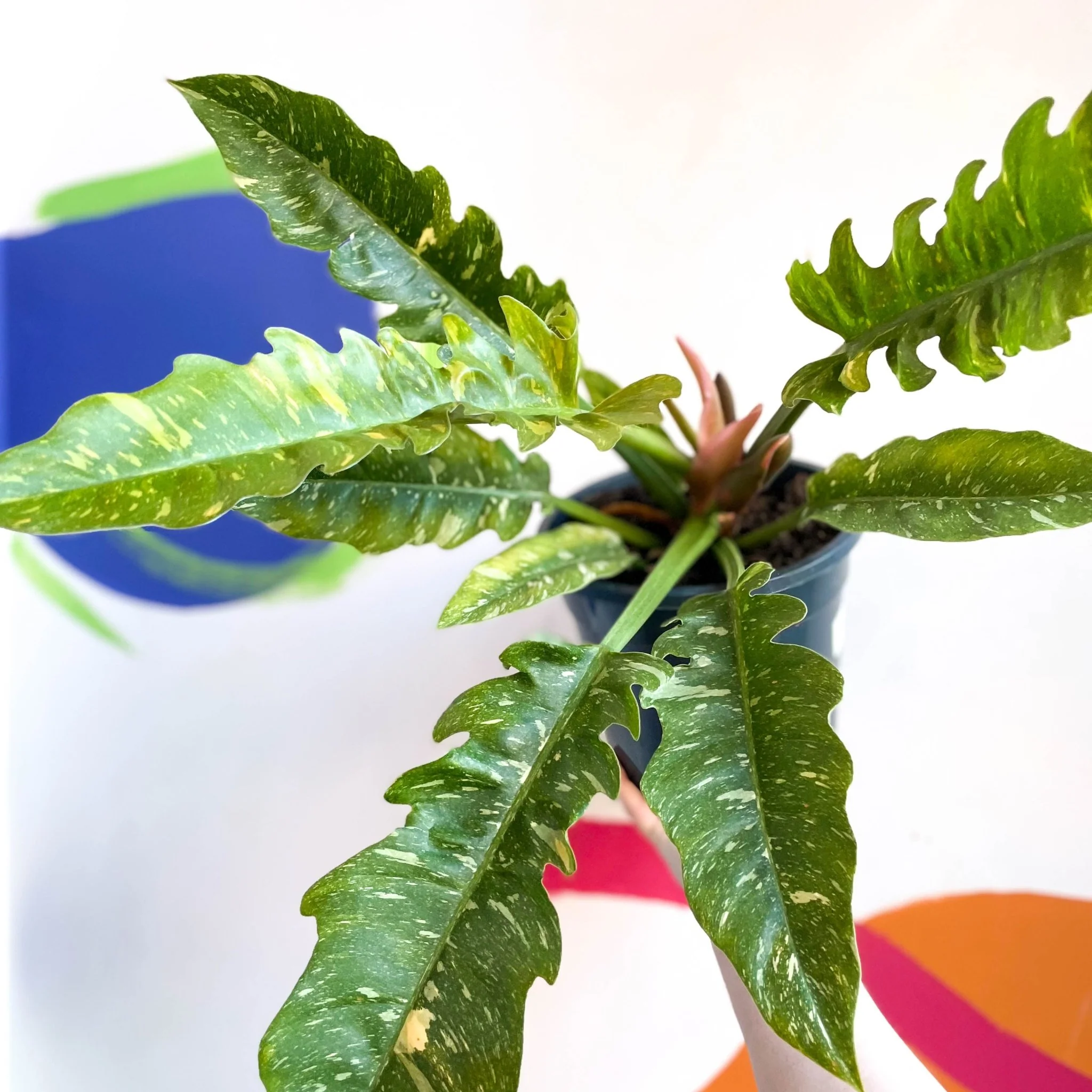Philodendron 'Ring of Fire' - Image 3