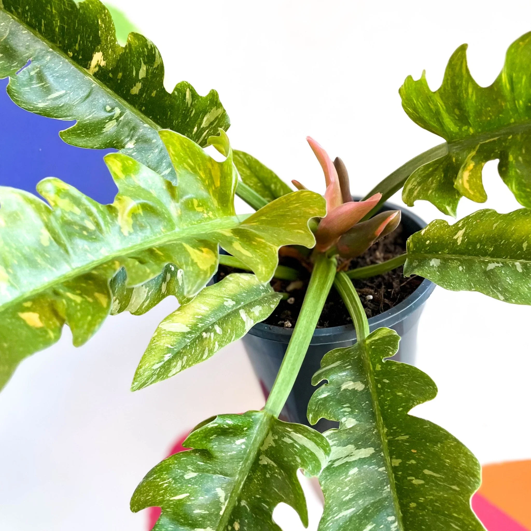 Philodendron 'Ring of Fire' - Image 4