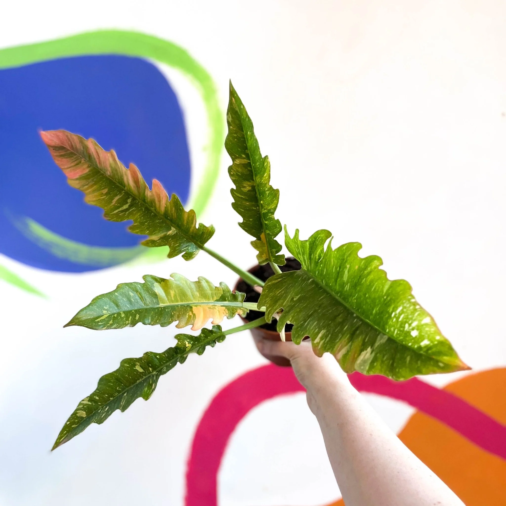 Philodendron 'Ring of Fire' - Image 5