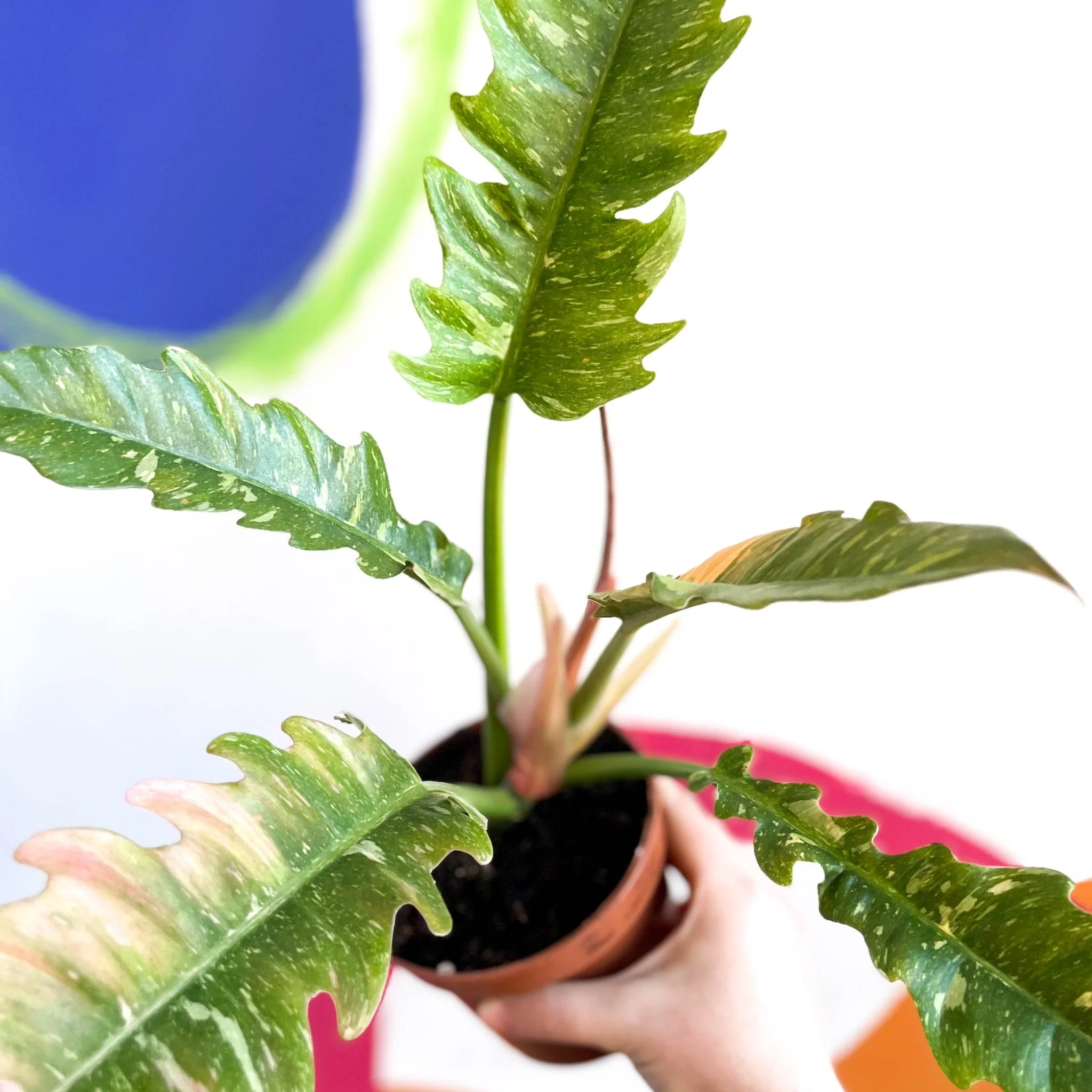 Philodendron 'Ring of Fire' - Image 6