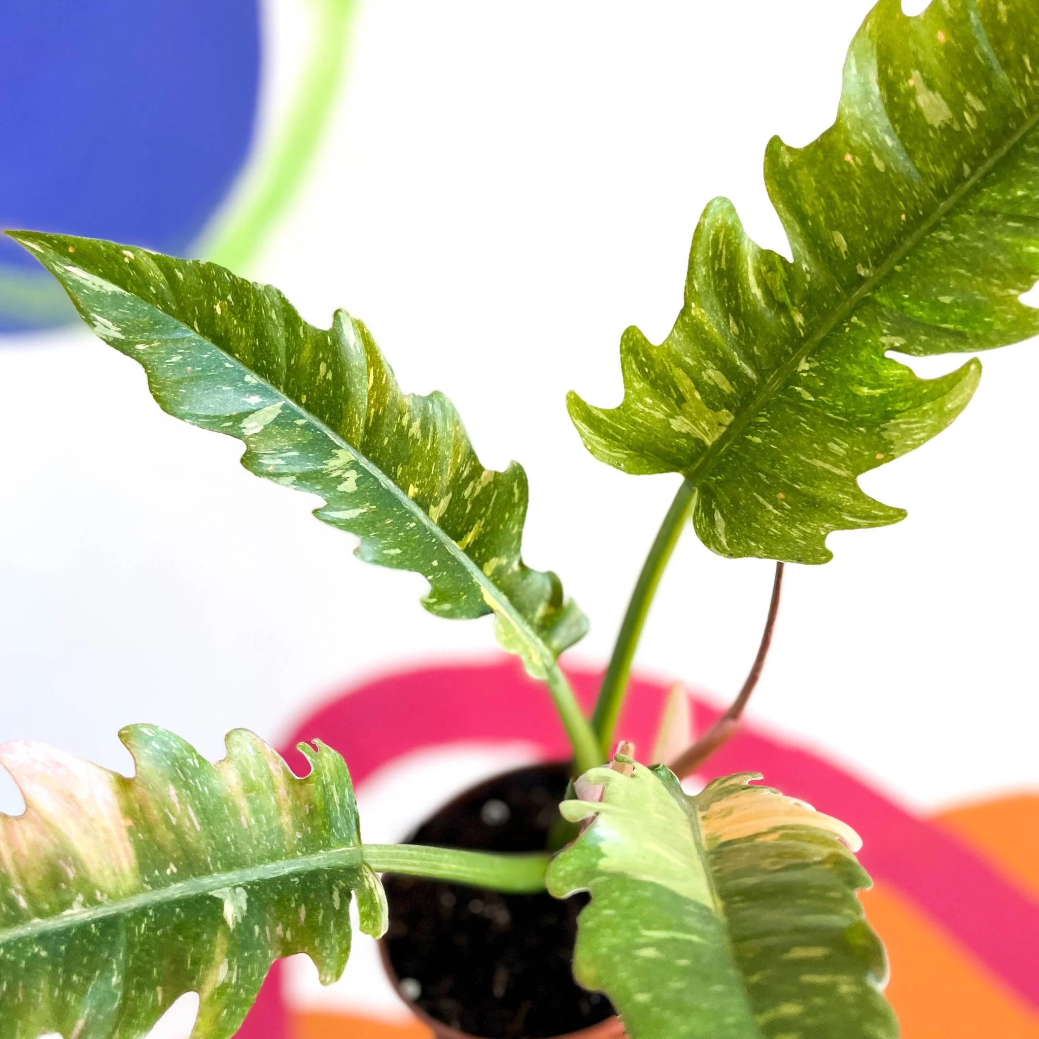 Philodendron 'Ring of Fire' - Image 7