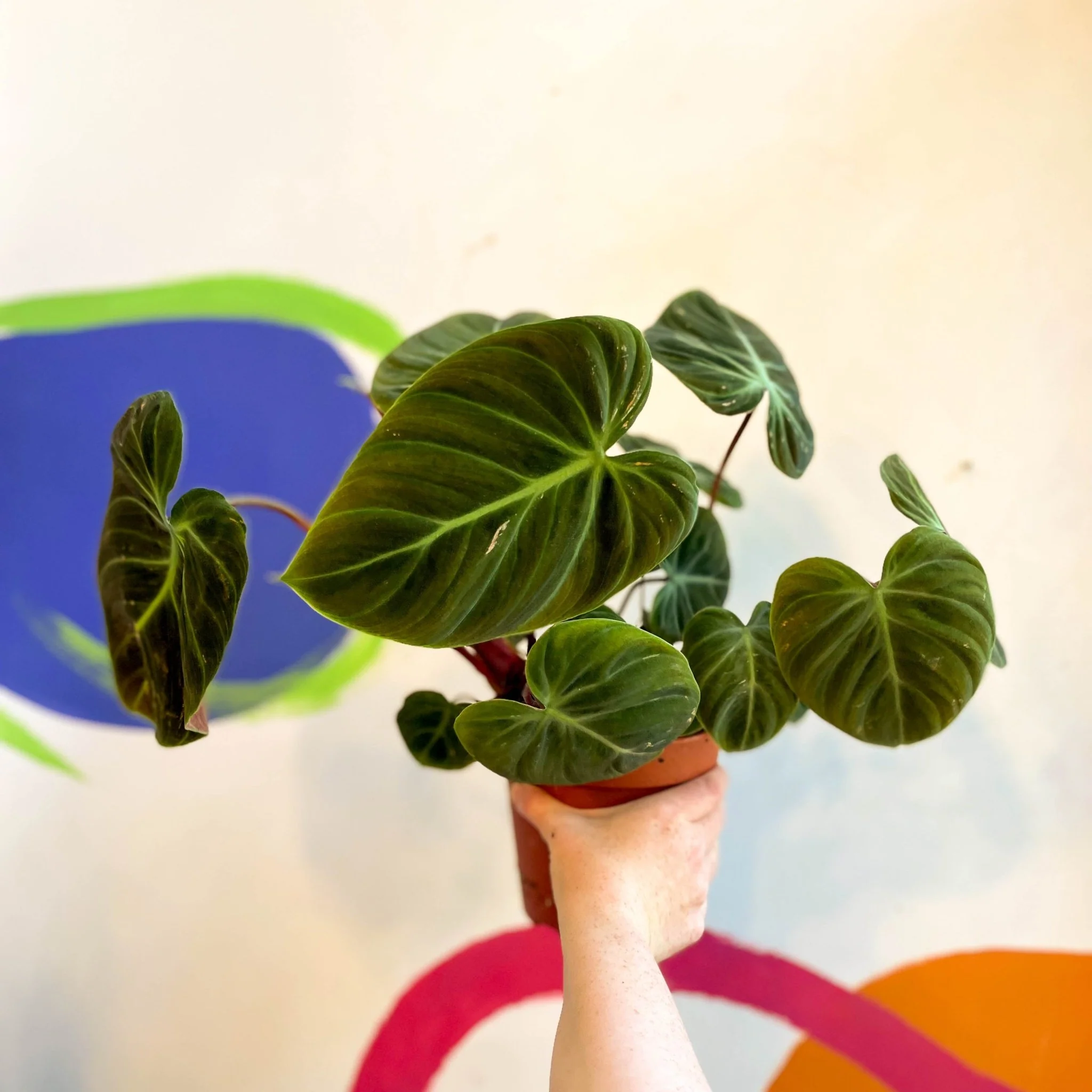 Philodendron rubrijuvenile 'El Choco Red '