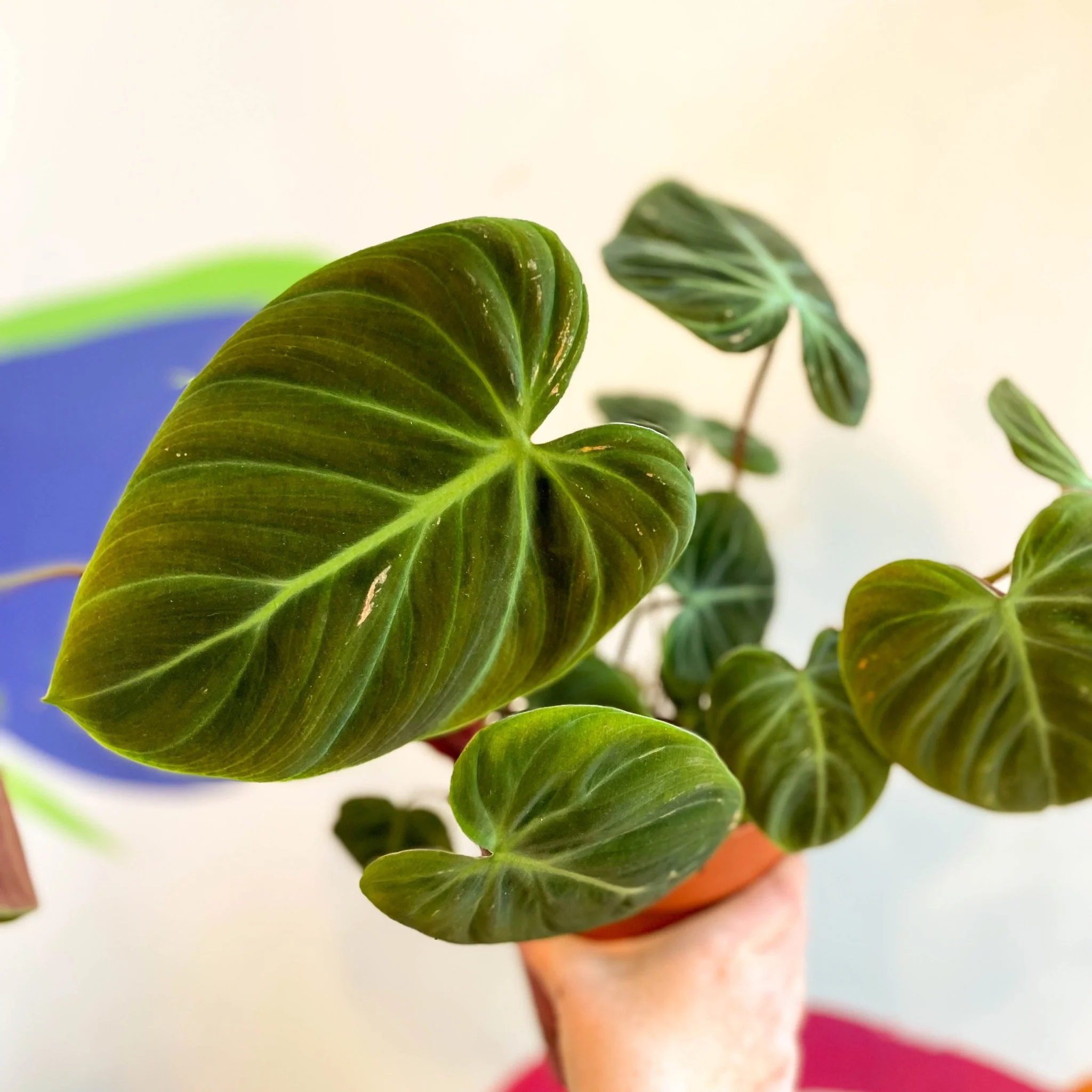 Philodendron rubrijuvenile 'El Choco Red ' - Image 2