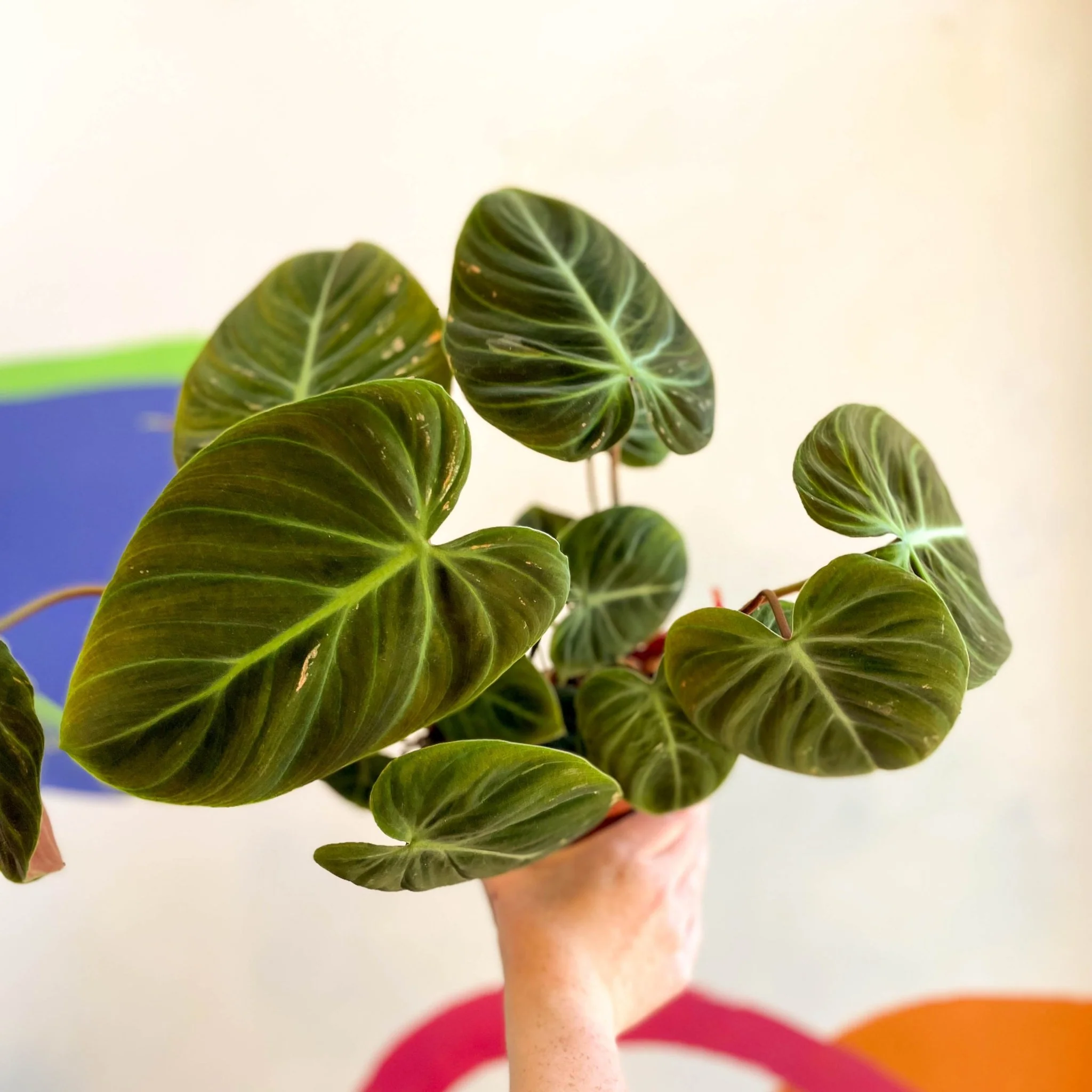 Philodendron rubrijuvenile 'El Choco Red ' - Image 3