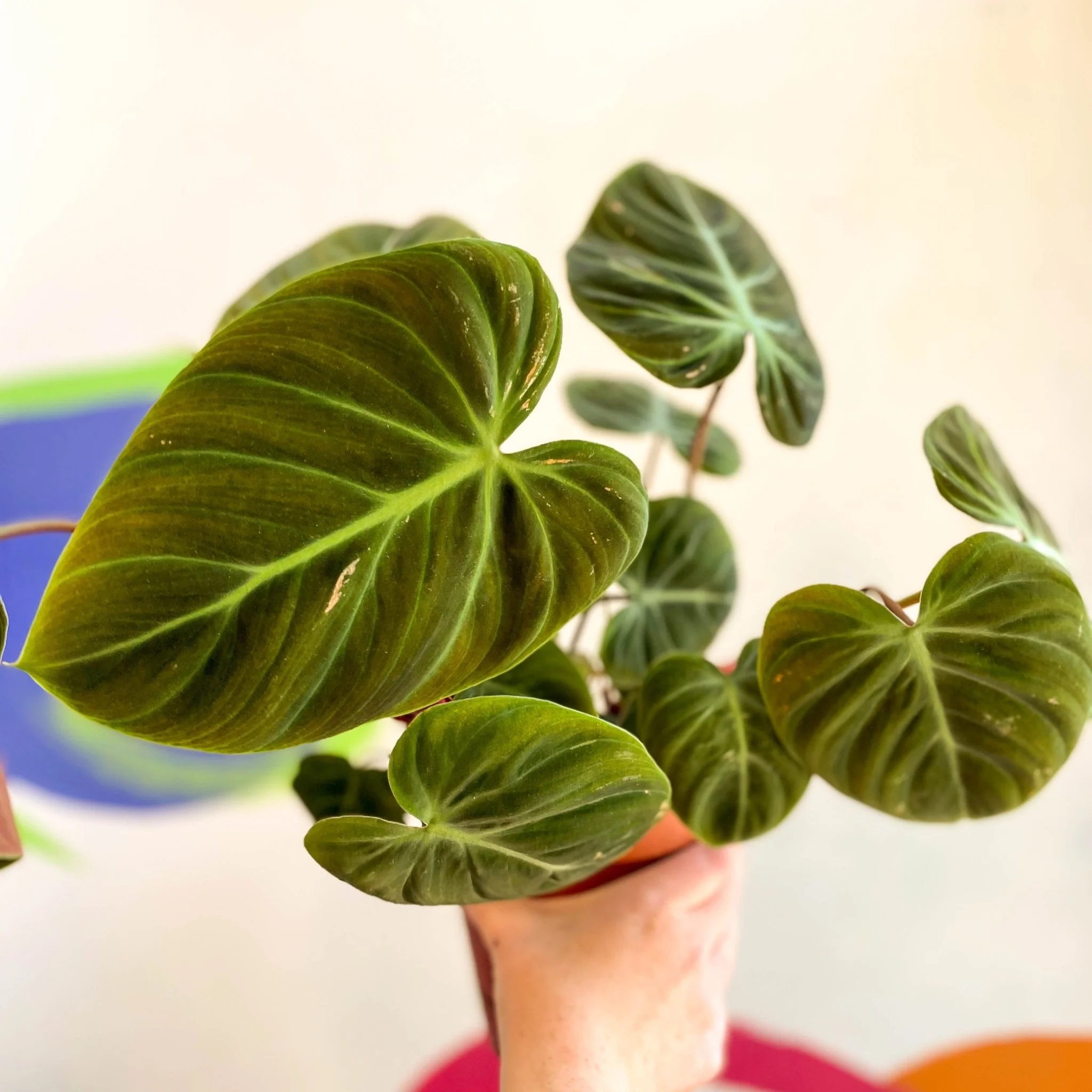 Philodendron rubrijuvenile 'El Choco Red ' - Image 4