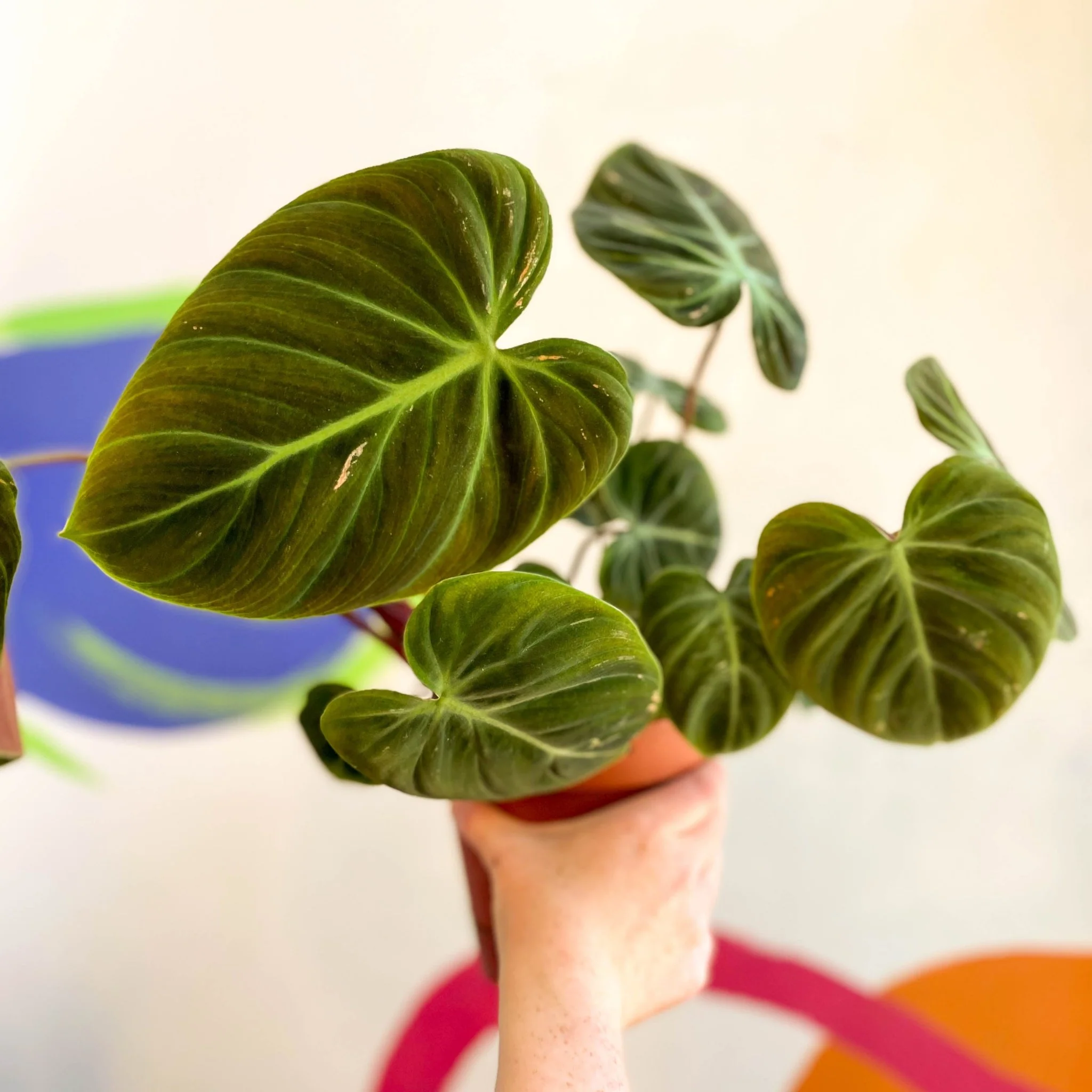 Philodendron rubrijuvenile 'El Choco Red ' - Image 5