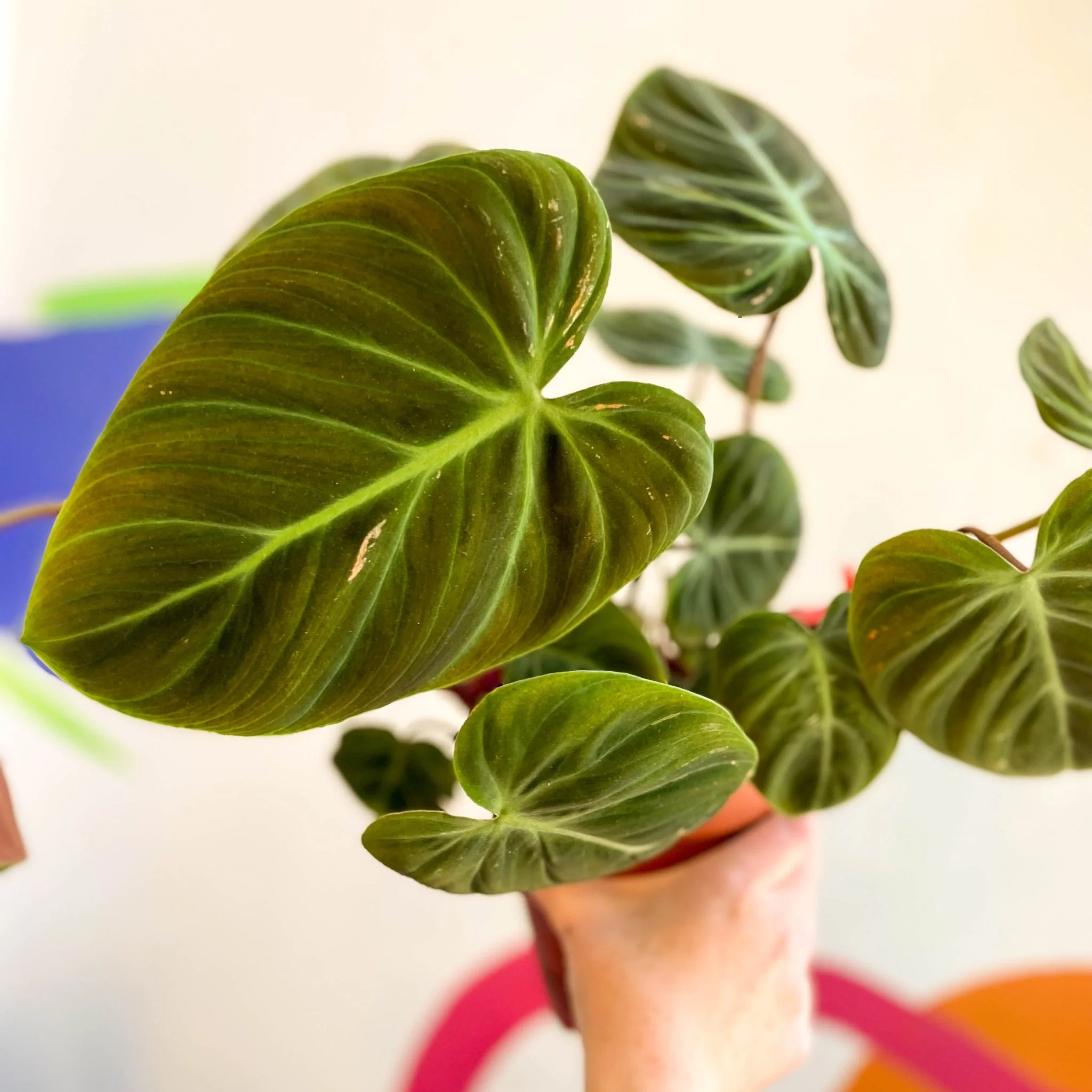 Philodendron rubrijuvenile 'El Choco Red ' - Image 6