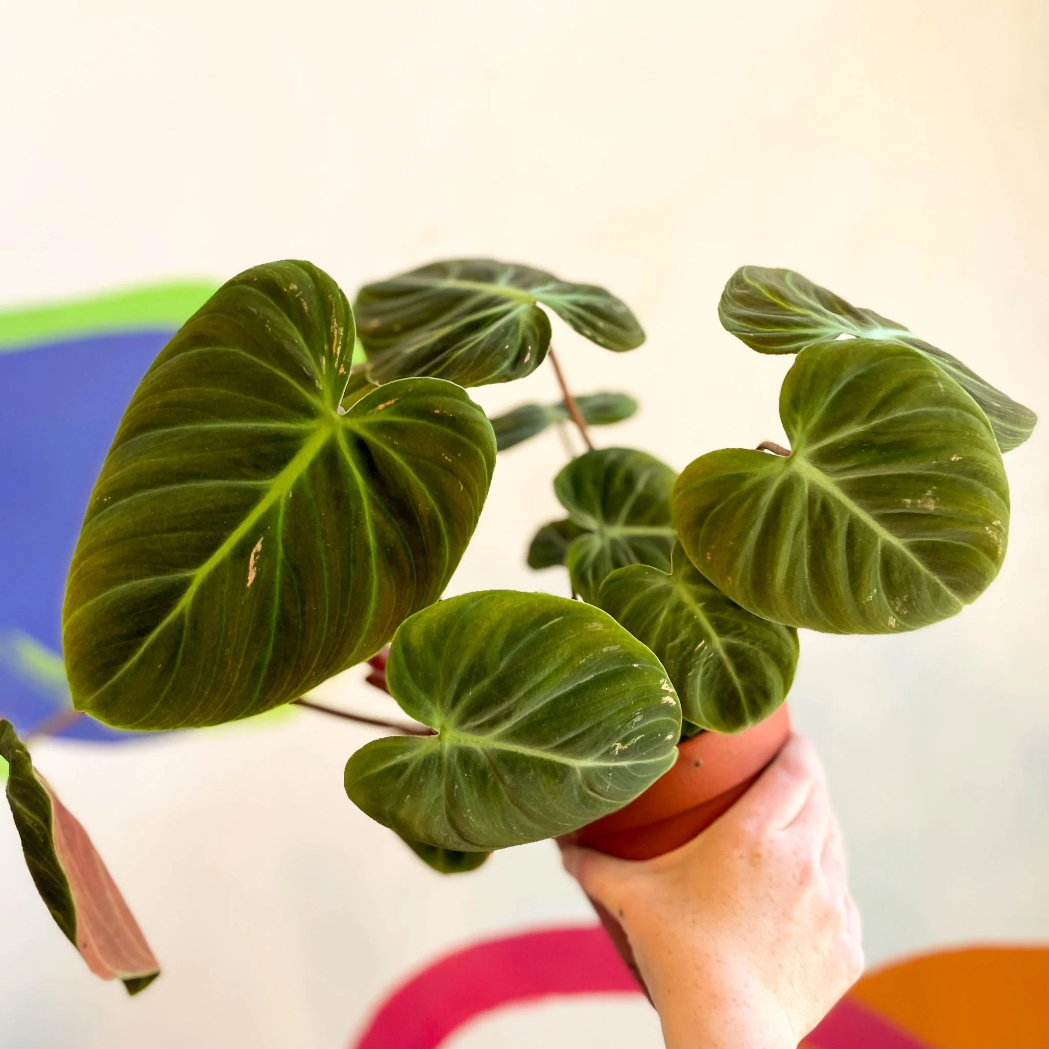 Philodendron rubrijuvenile 'El Choco Red ' - Image 7