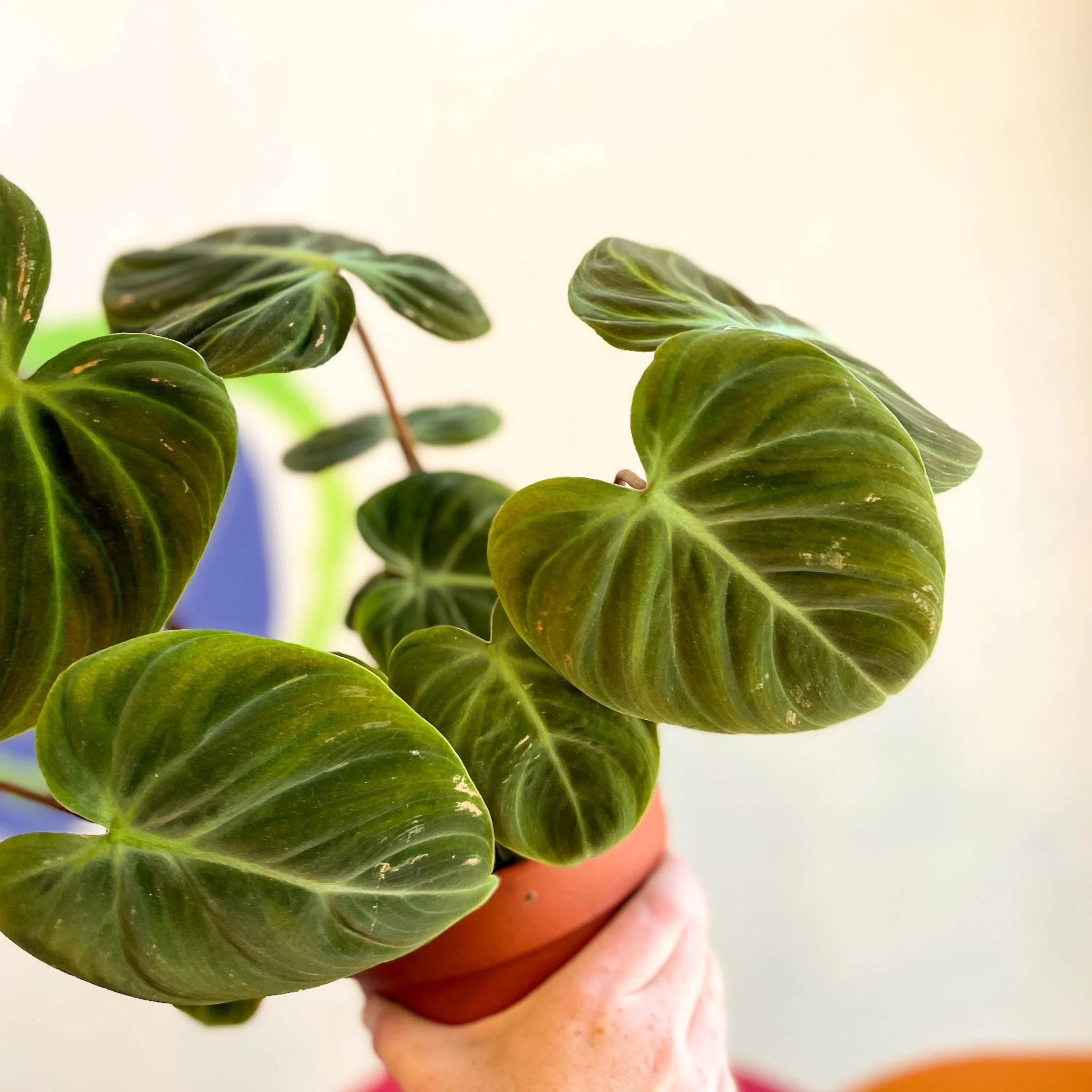 Philodendron rubrijuvenile 'El Choco Red ' - Image 8