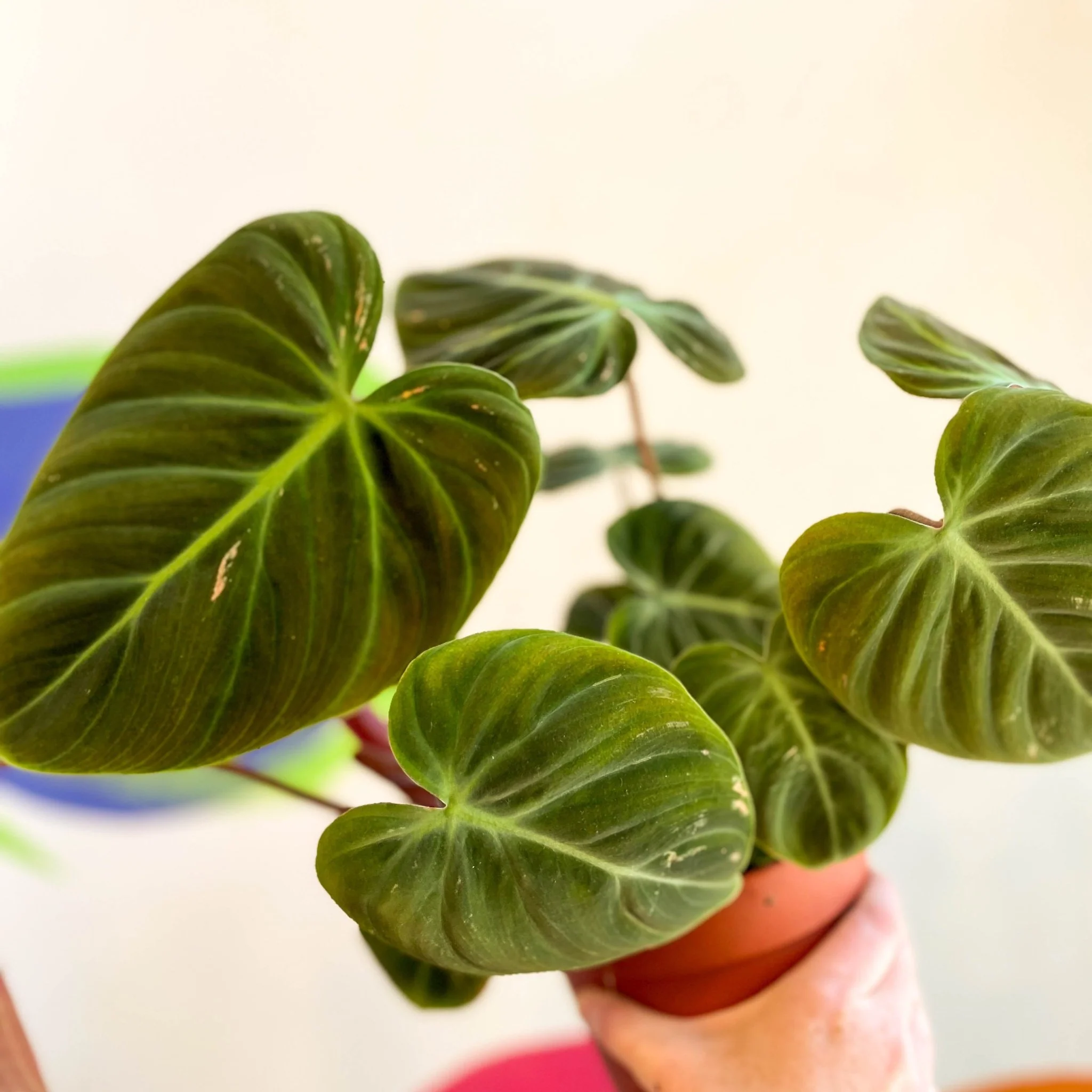 Philodendron rubrijuvenile 'El Choco Red ' - Image 9