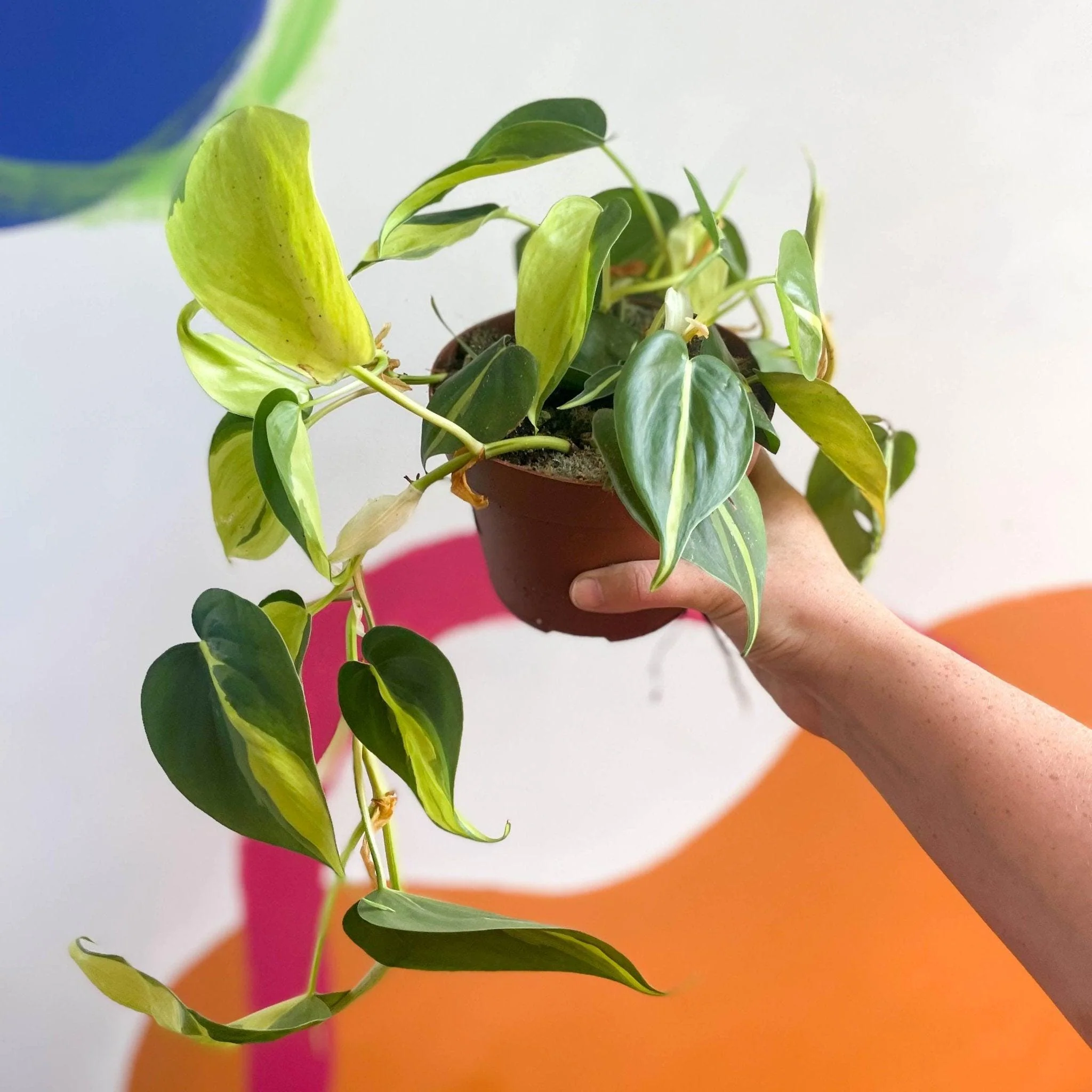 Philodendron scandens 'Brasil'