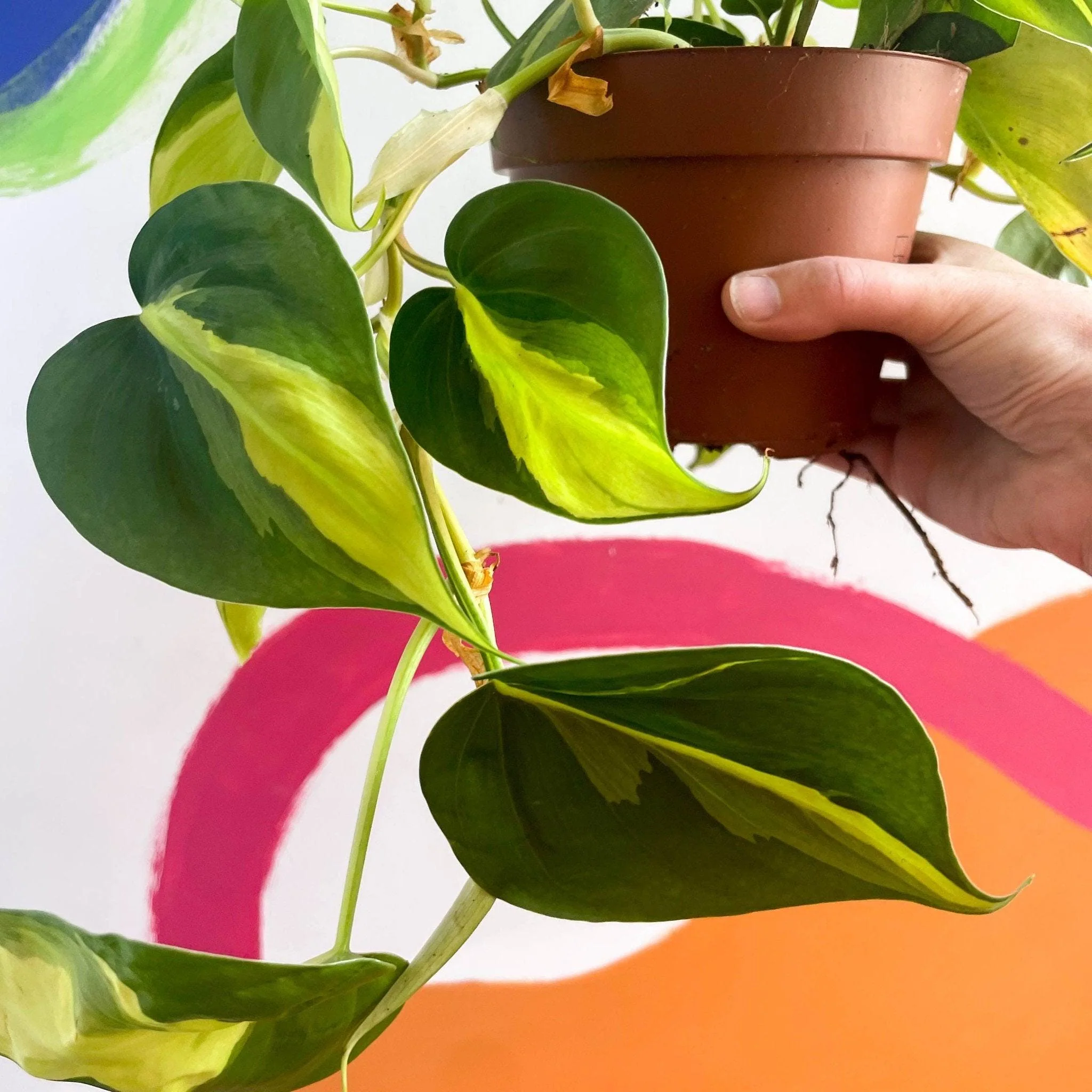 Philodendron scandens 'Brasil' - Image 2